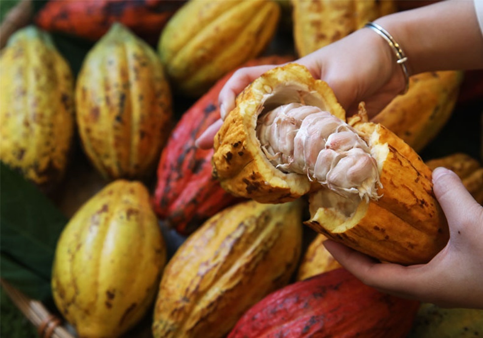 屏東位於熱帶與亞熱帶交界,日照時間長、溫度穩定,提供了台灣巧克力絕佳的生長環境。