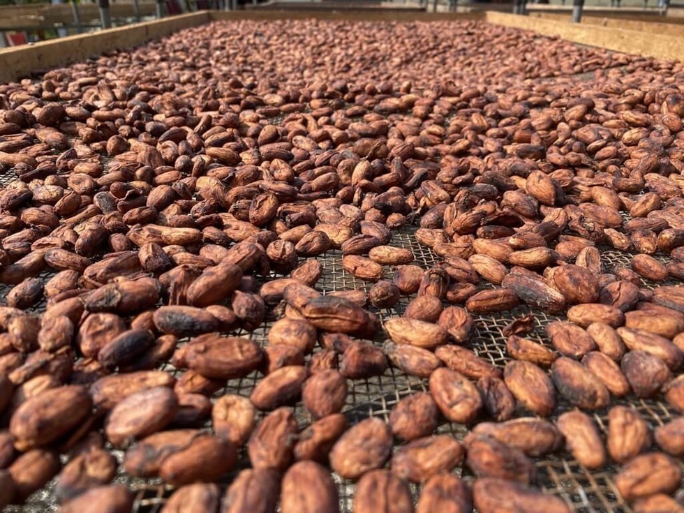 台灣巧克力的風味走向明亮,果香與花香清楚,酸度輪廓分明。