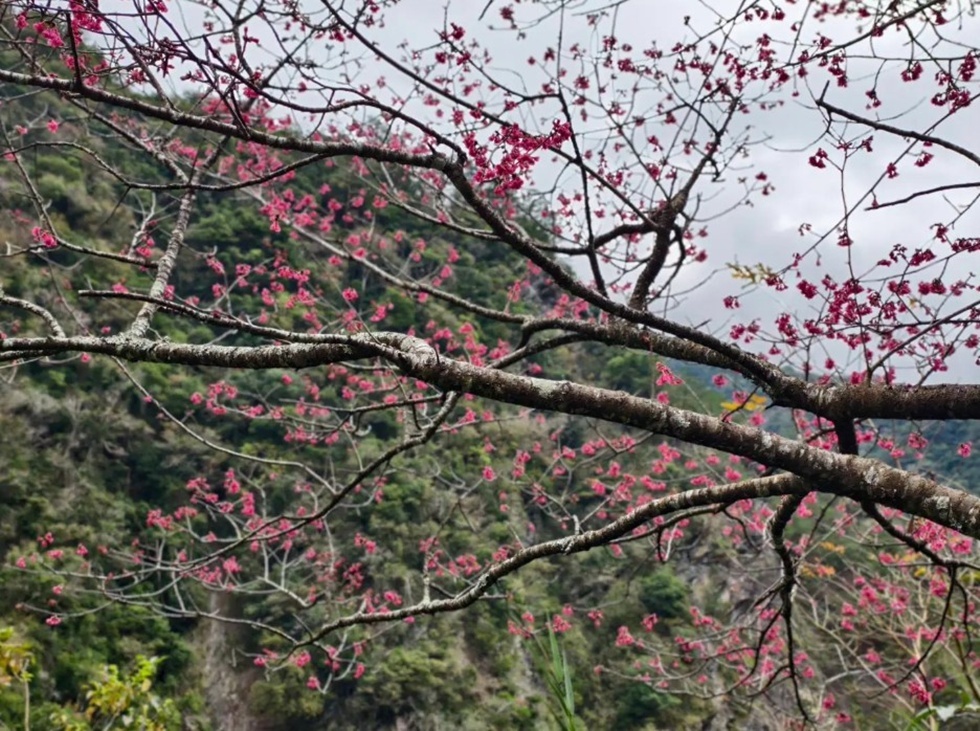 除了人為政策的推動，梅花季能在台灣每年盛開，也要歸功於台灣得天獨厚的地理條件。
