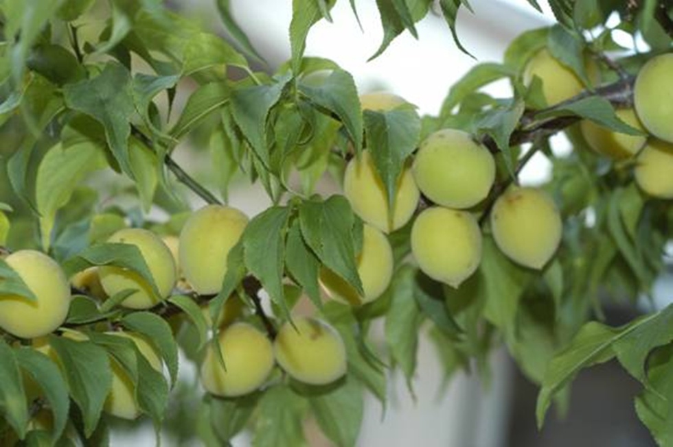 不要以為梅花季只是看梅花，等花謝了、成功授粉，枝頭才會慢慢結成果實，變成梅子。