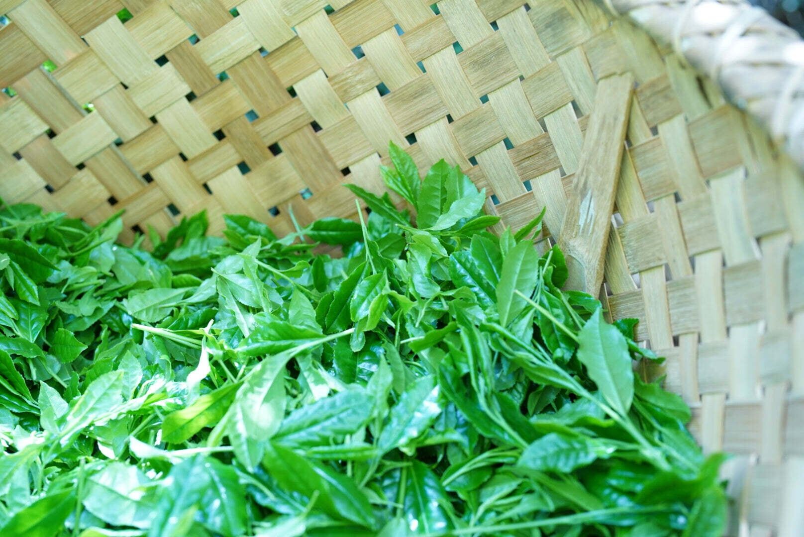 辻喜 抹茶 TSUJIKI Reserve Blend 【綠茶 / 京都府產宇治抹茶】≪數量・期間限定≫