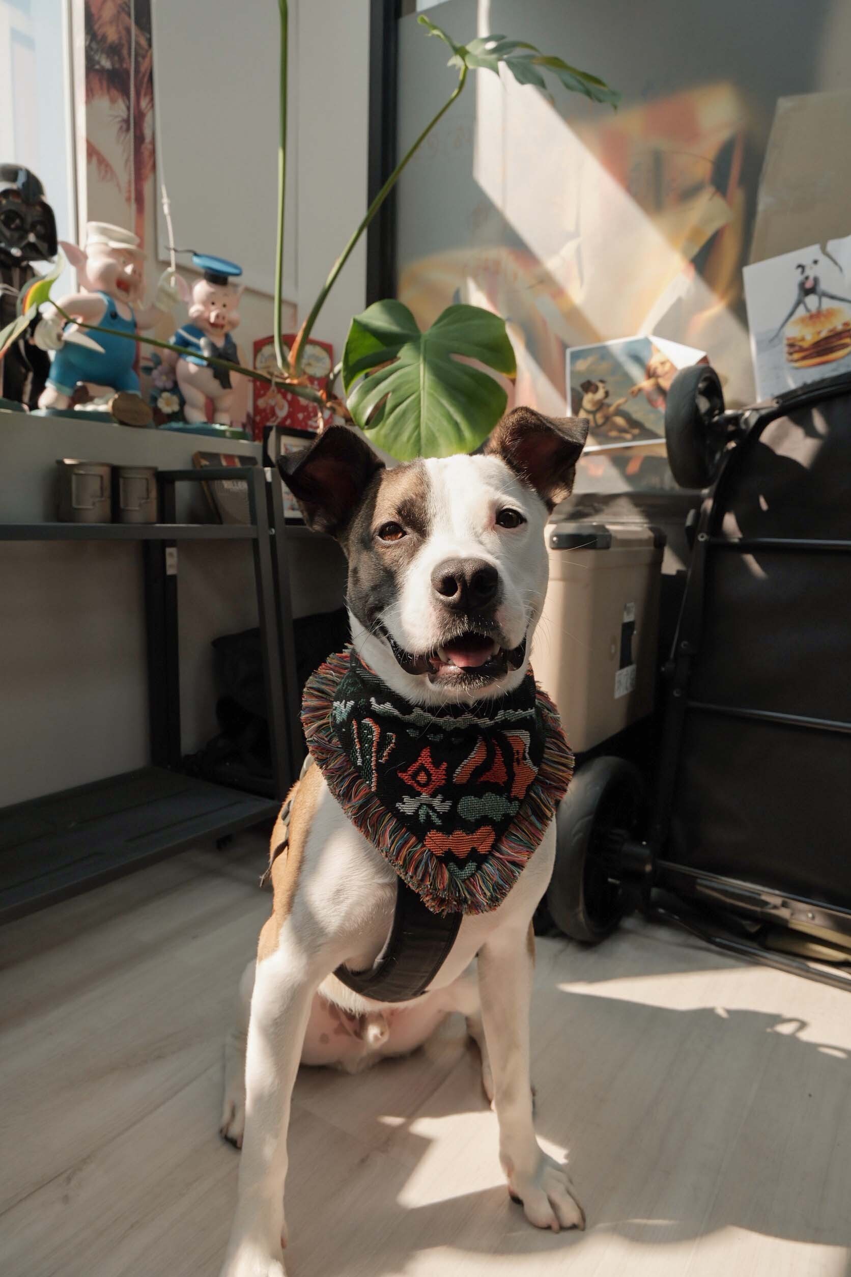 Viva Land OUTDOOR NATION 寵物領巾