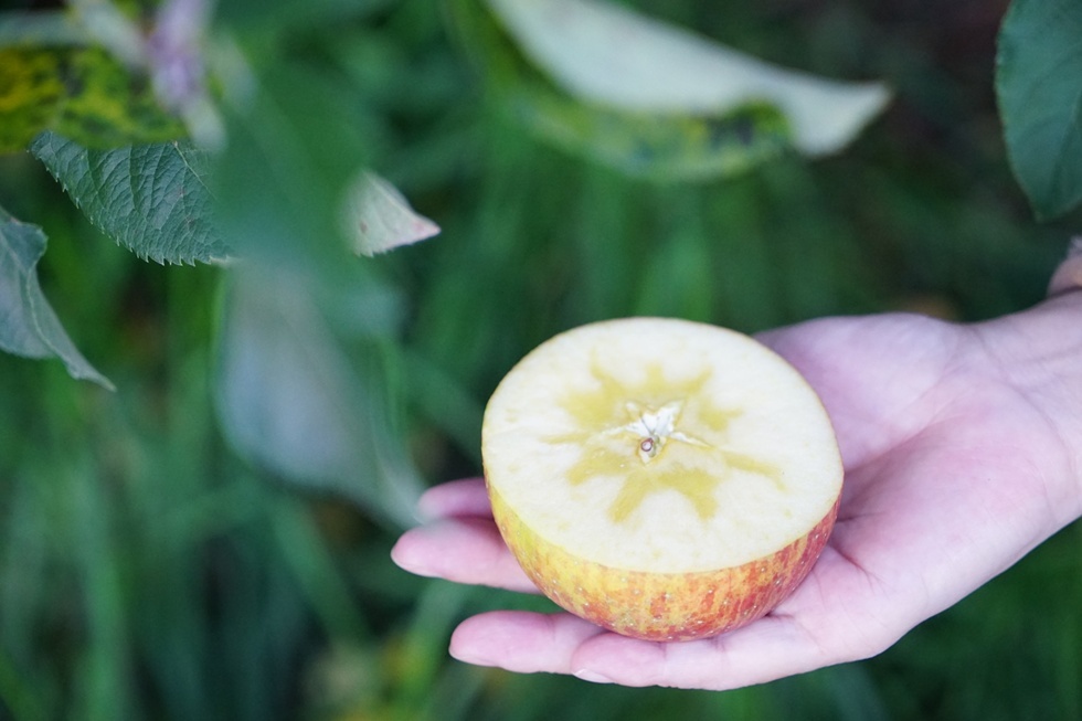 福壽山的蜜蘋果歸功於高海拔地區那種劇烈的晝夜溫差，吃吃起來甜度極高，口感清脆。