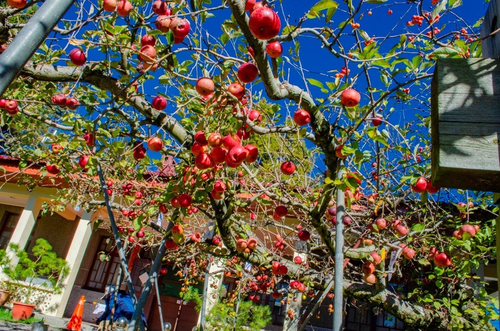 福壽山的蘋果王在每年 10 月到 11 月初的盛產期，紅如寶石的世界一、金黃色的青龍，以及清脆的富士蘋果同時掛滿枝頭。