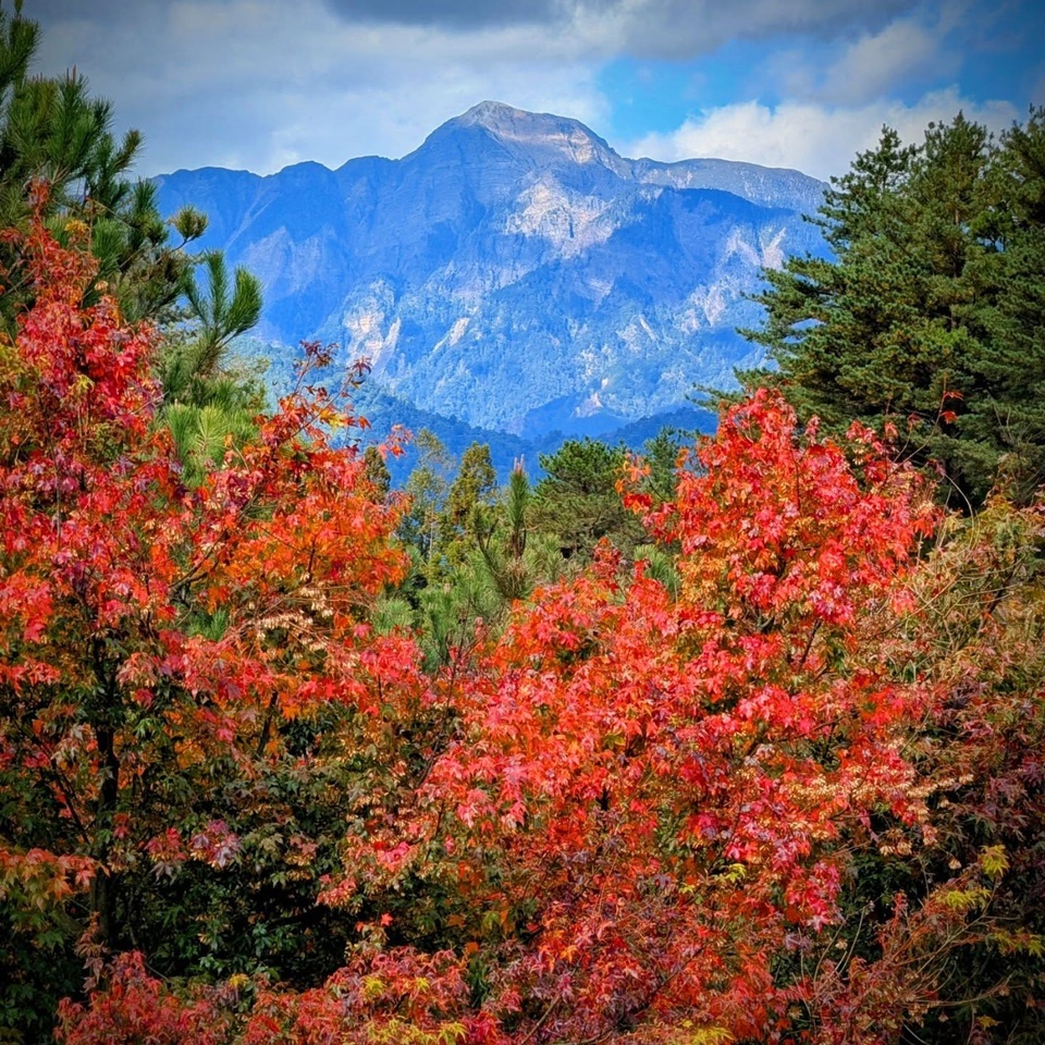 秋季是福壽山最受歡迎的季節，松廬前的楓葉紅、黃、綠交織，美到像在國外。