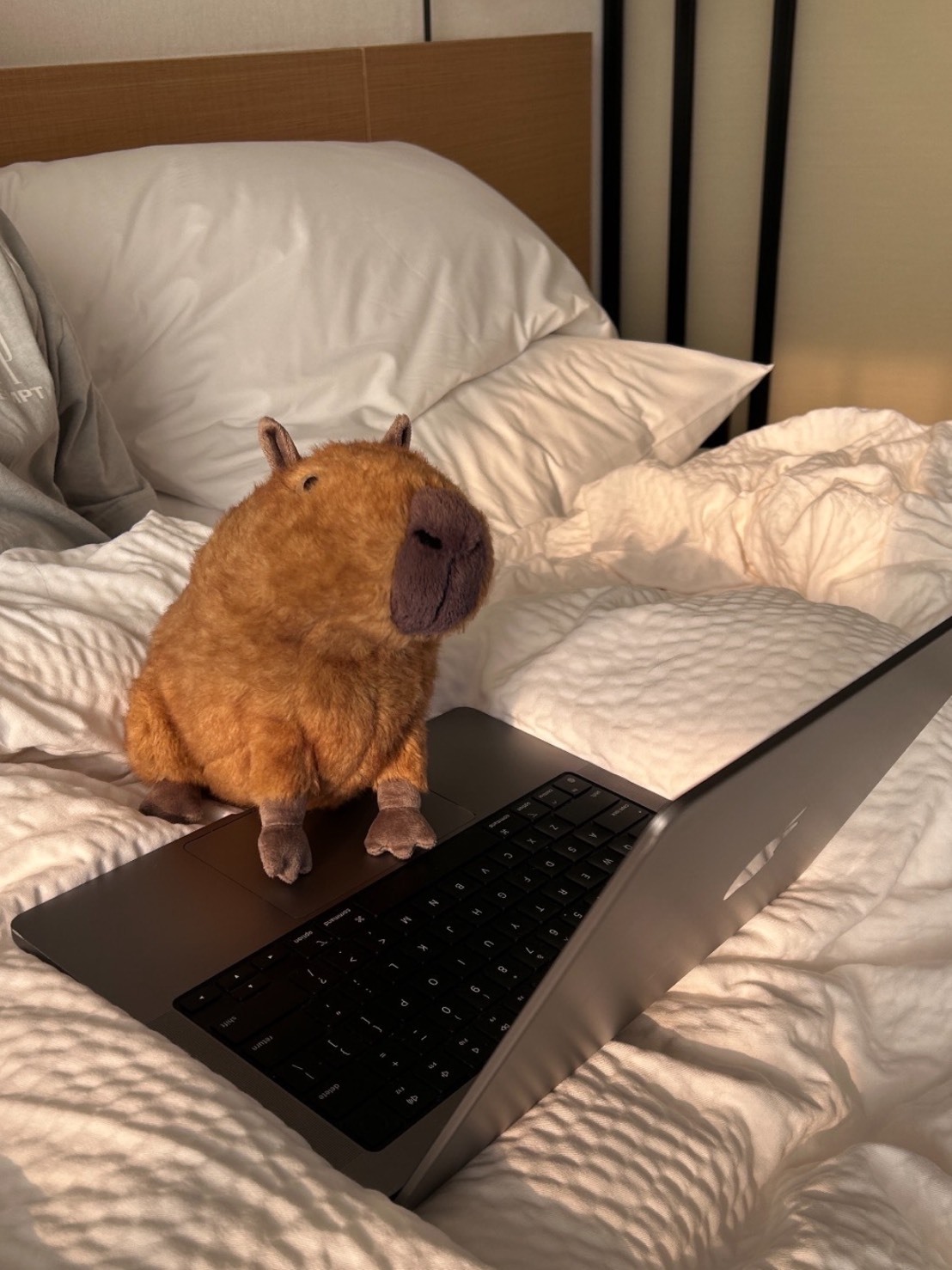 JELLYCAT 卡皮吧啦 水豚 JENNIE同款