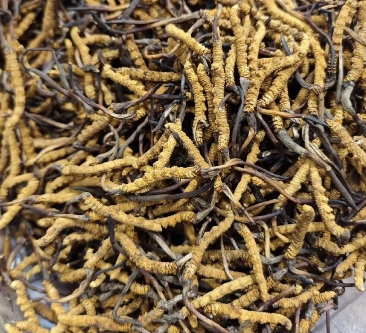 【直播】LL122353 野生冬蟲夏草 8.5g（約60-70條）