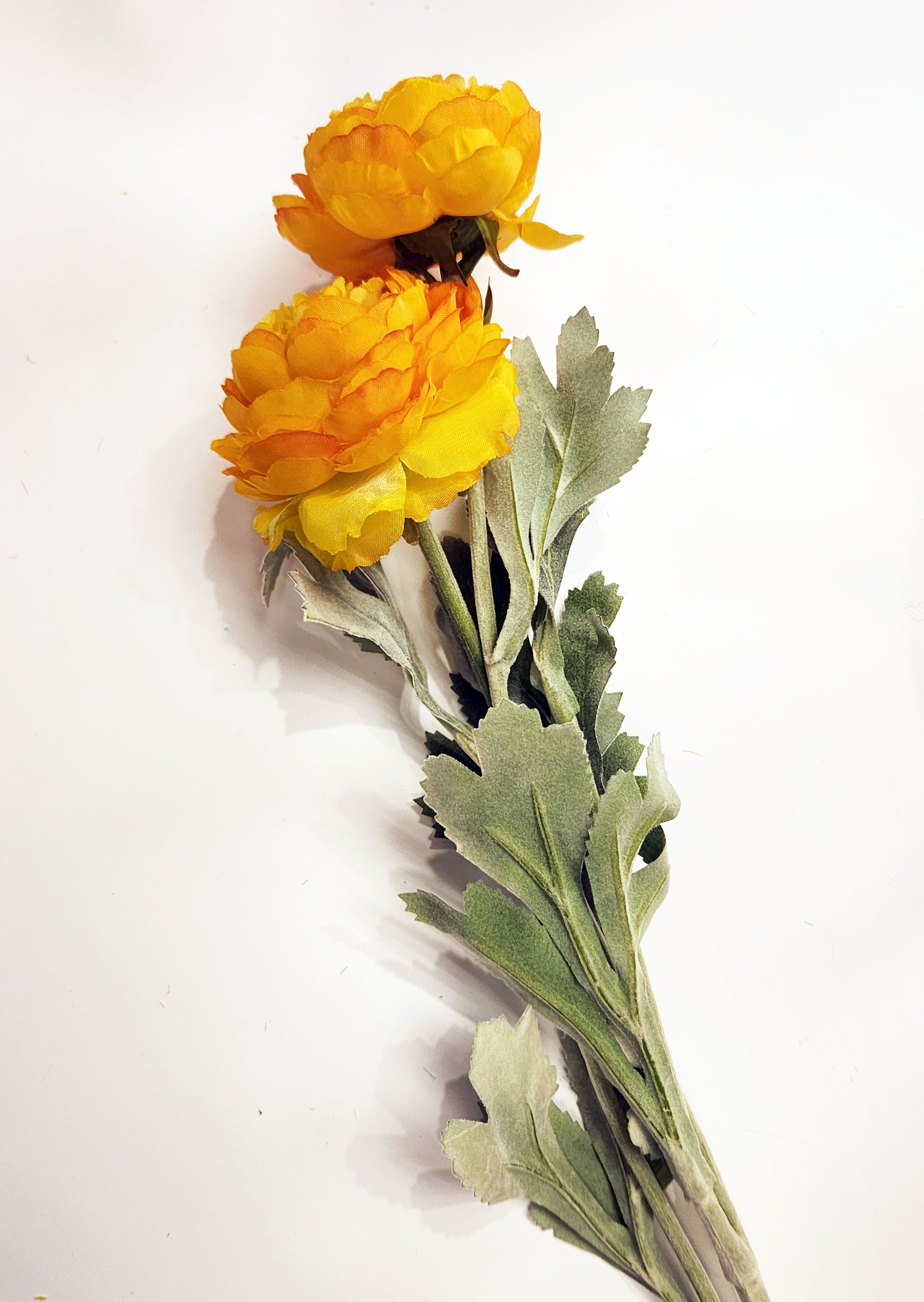 擬真芍藥（二色）