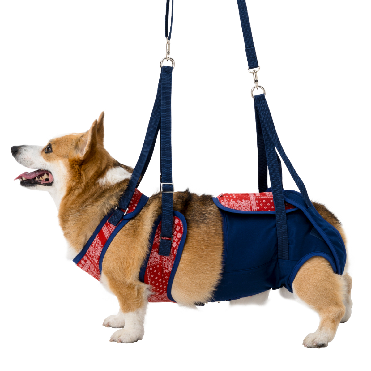 LaLaWalk 中型犬步行輔助帶 (佩斯利)