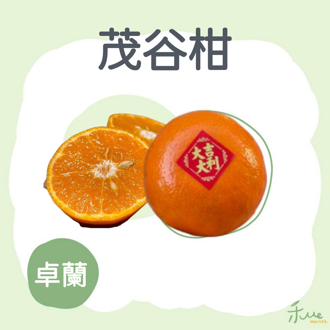 【卓蘭】高山茂谷柑