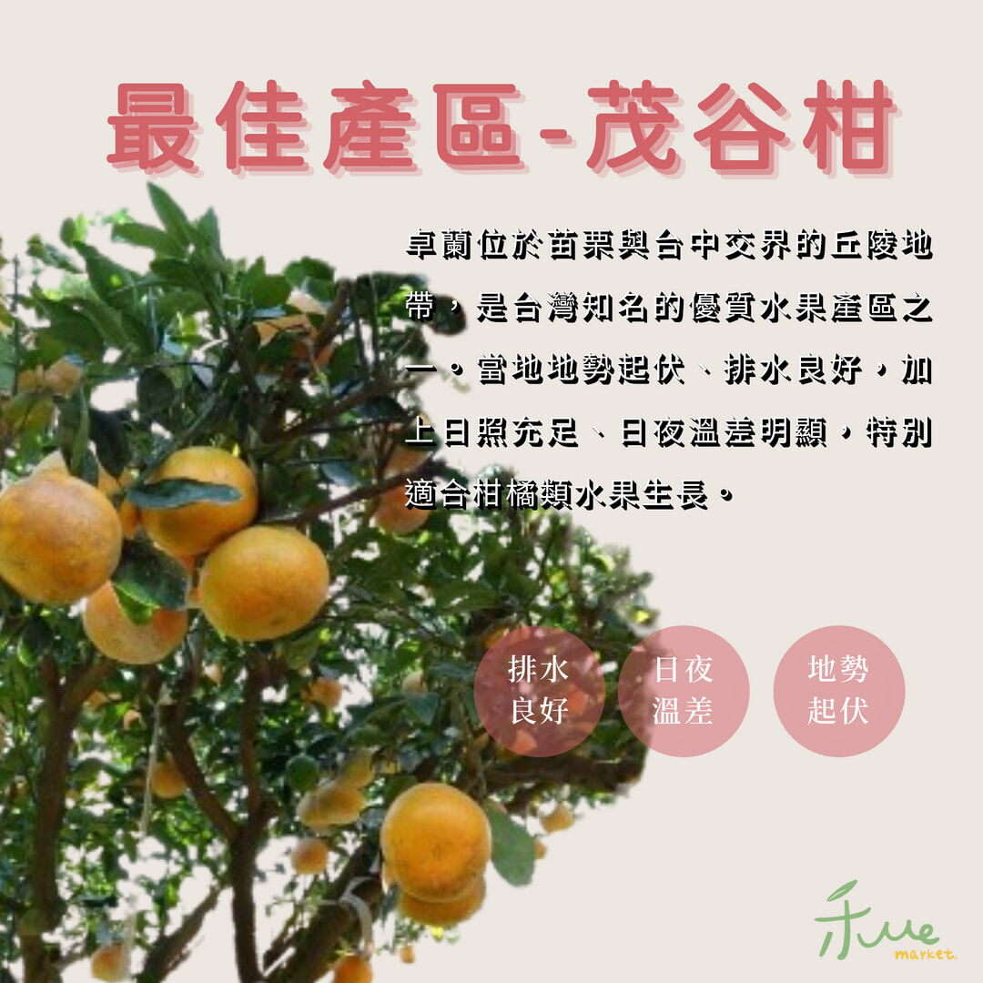 苗栗卓蘭茂谷柑果園實景