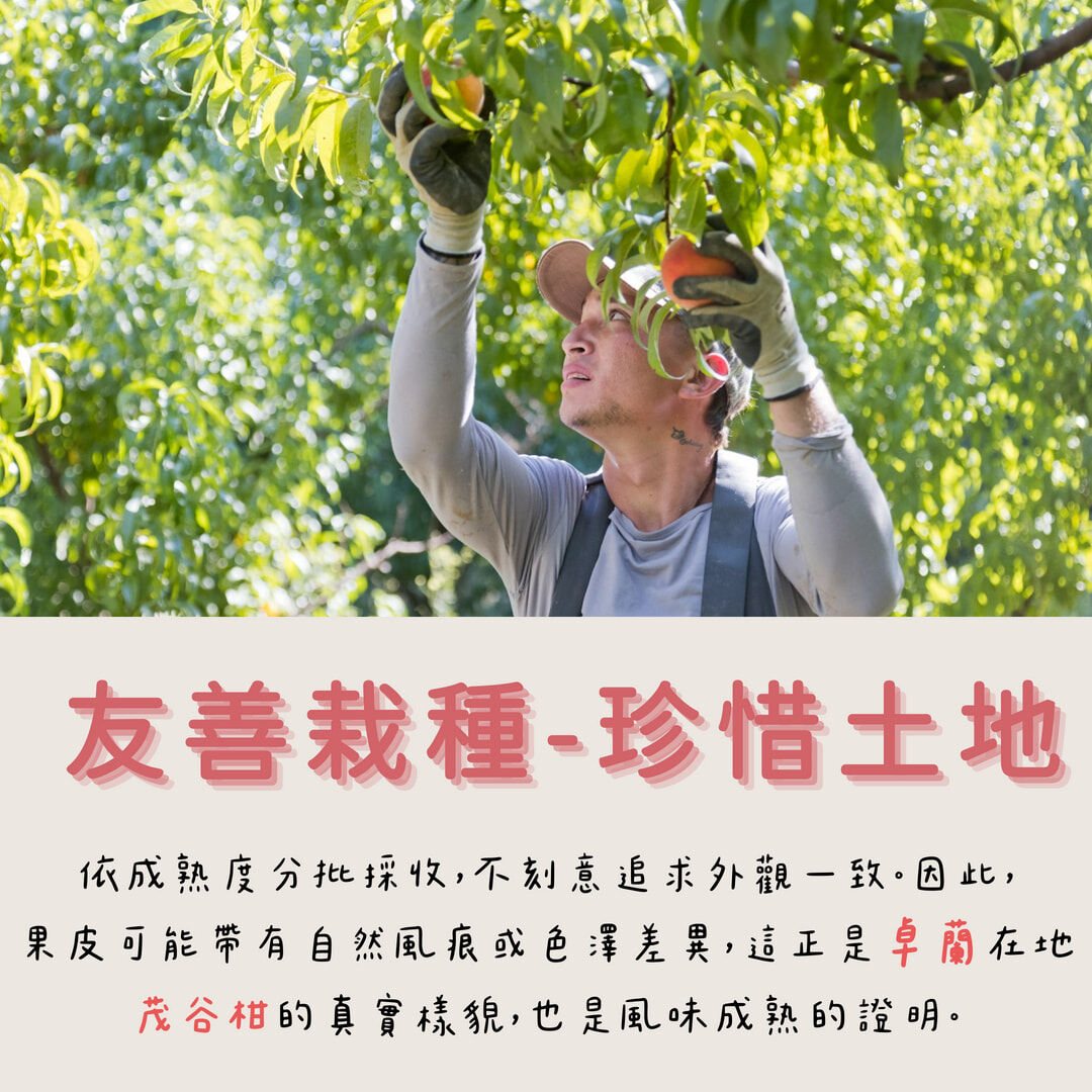 苗栗卓蘭茂谷柑果園實景