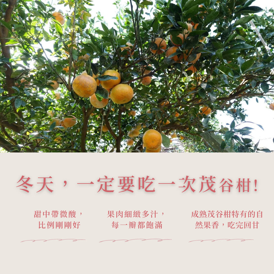 苗栗卓蘭茂谷柑果園實景