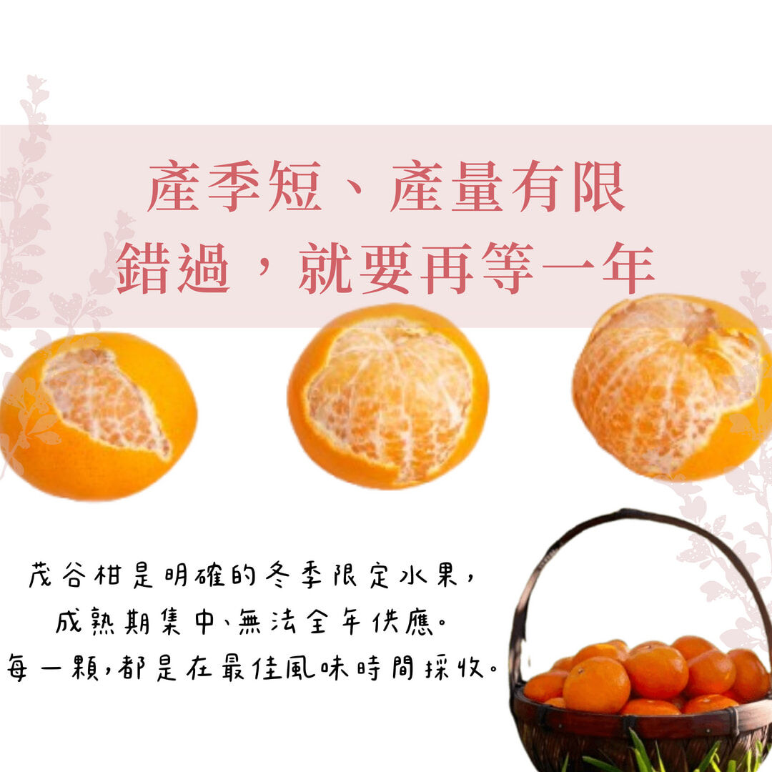 台灣卓蘭茂谷柑實拍