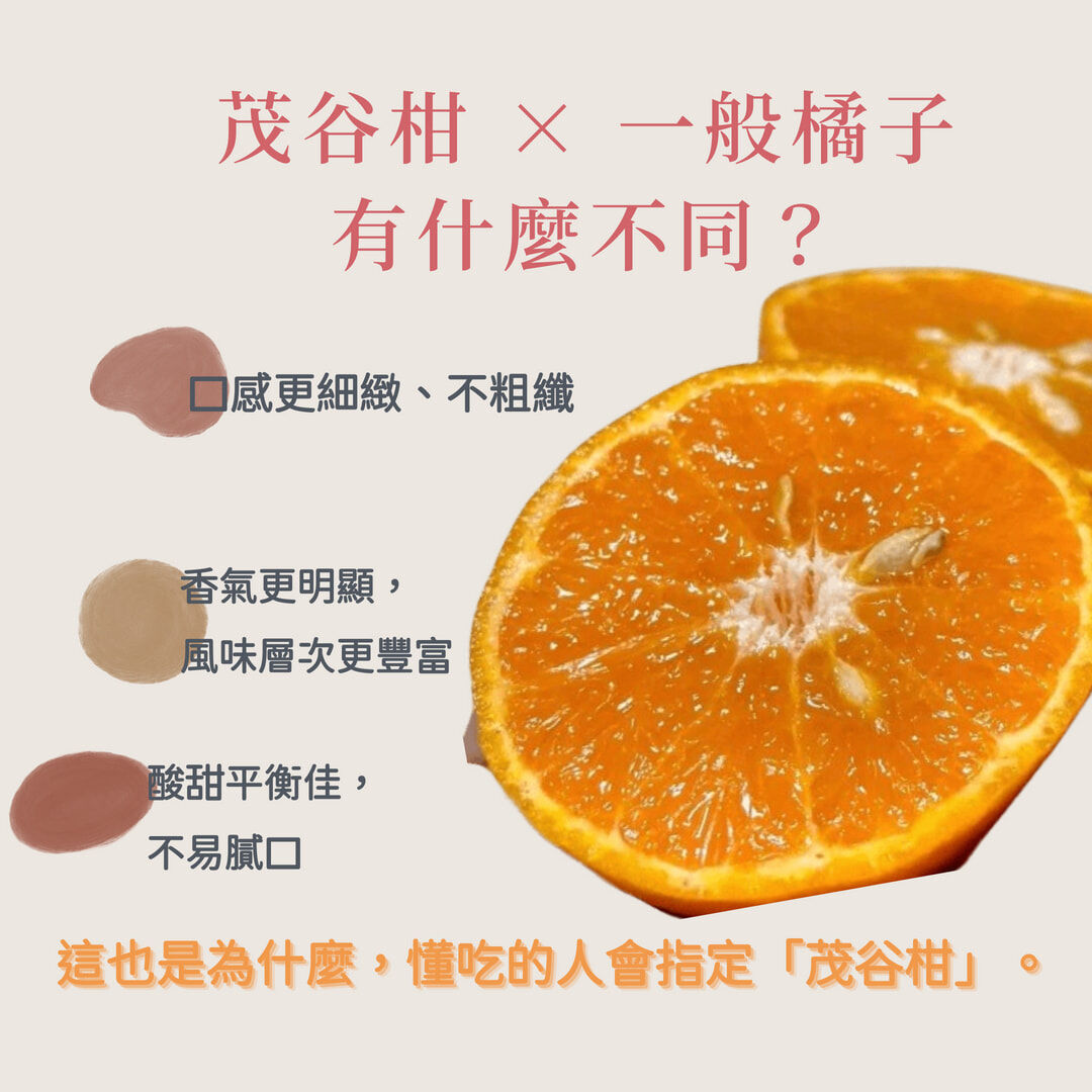 茂谷柑果肉細緻多汁實拍