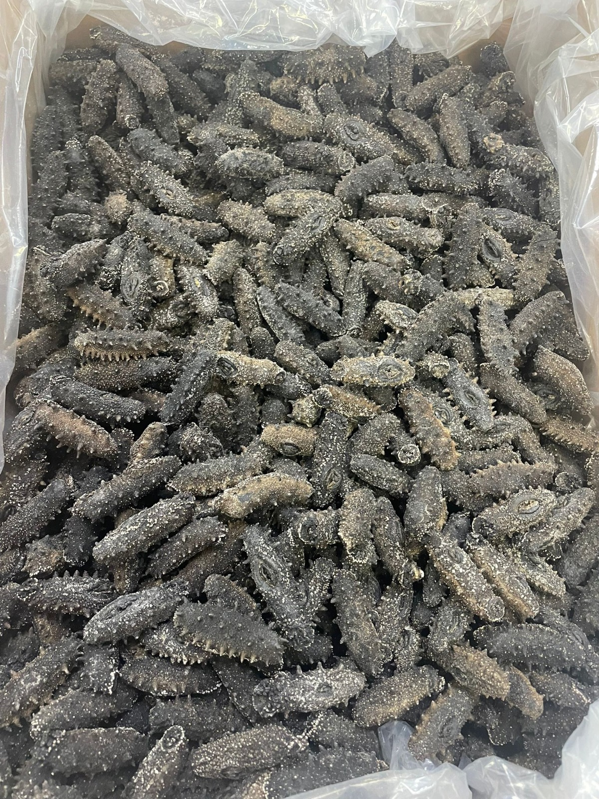 (5974) 日本青森刺參300G 【50-60支】