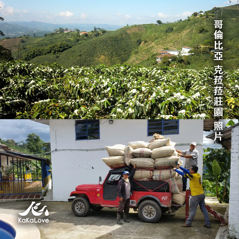 哥倫比亞 水洗 克菈菈莊園 Supremo 00001