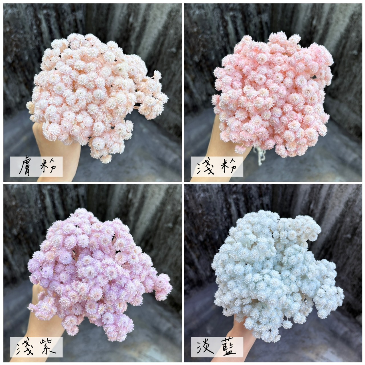 義大利乾燥蠟菊