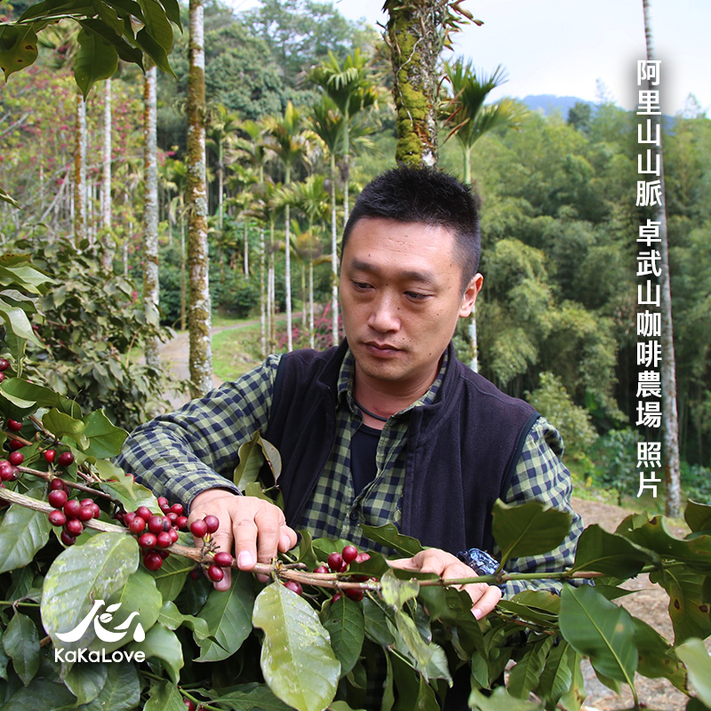 台灣 水洗 阿里山山脈 茶山 卓武山咖啡農場 鐵比卡 0.25磅