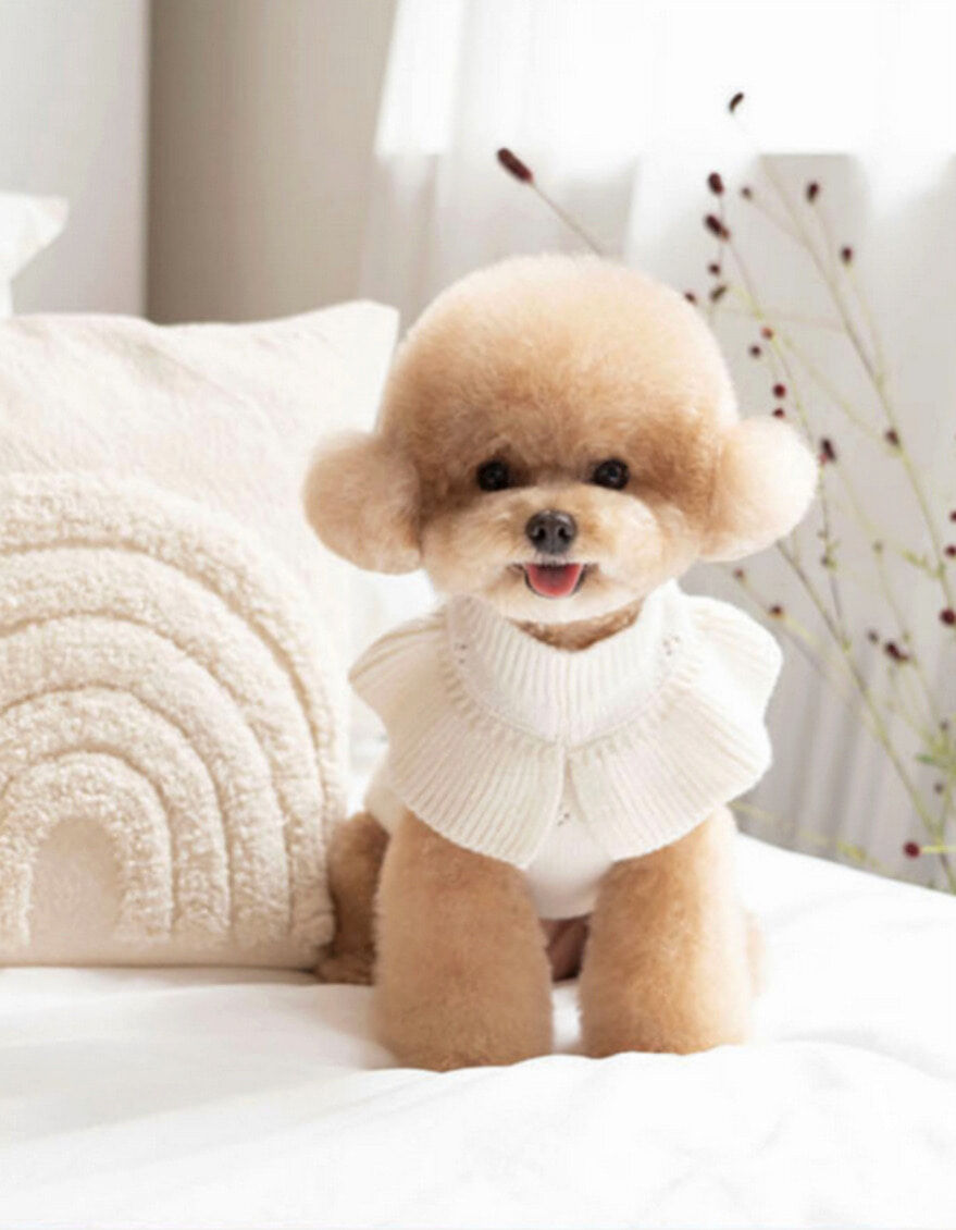 OPAAAP 花領針織毛衣_象牙白