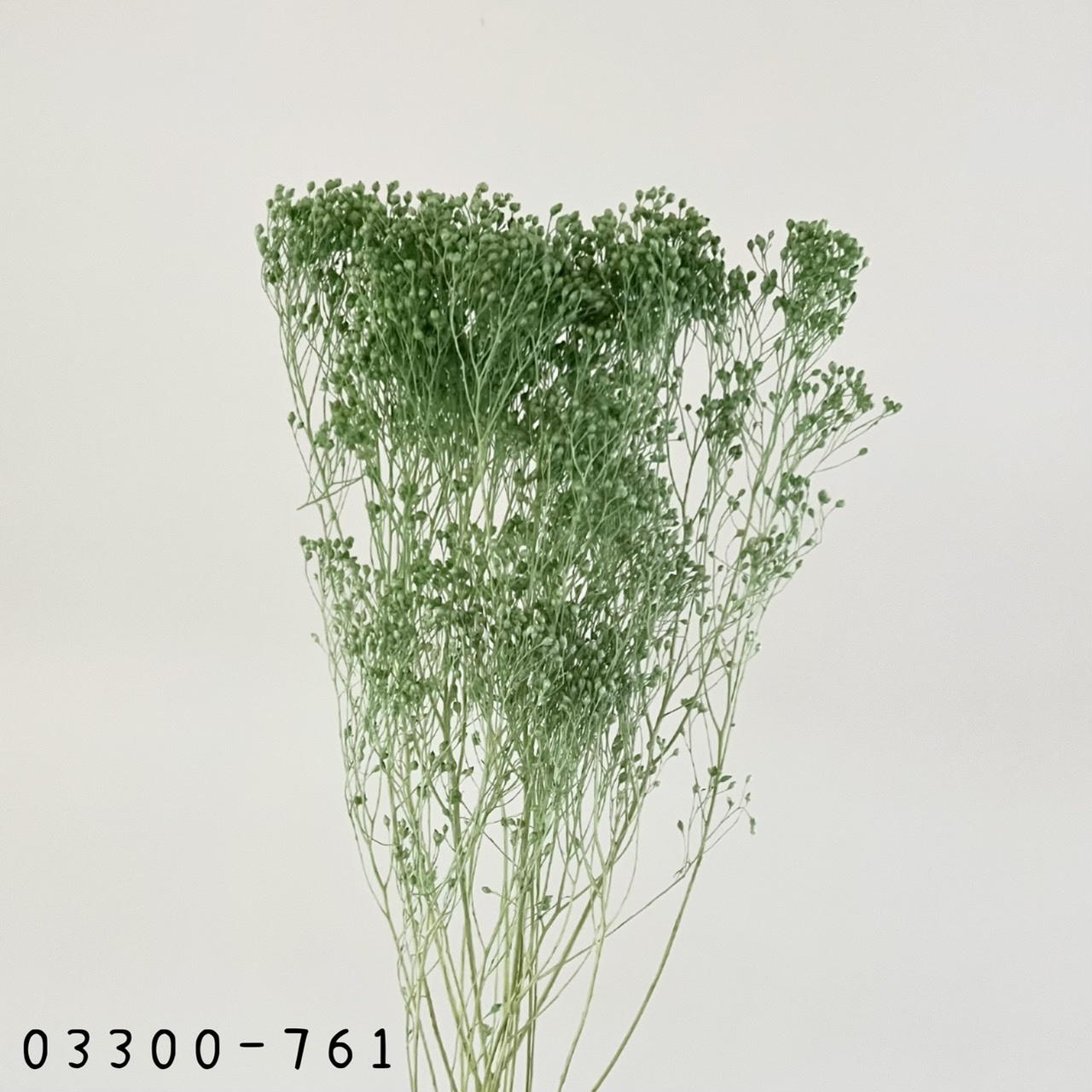 日本乾燥木滿天星 03300-761