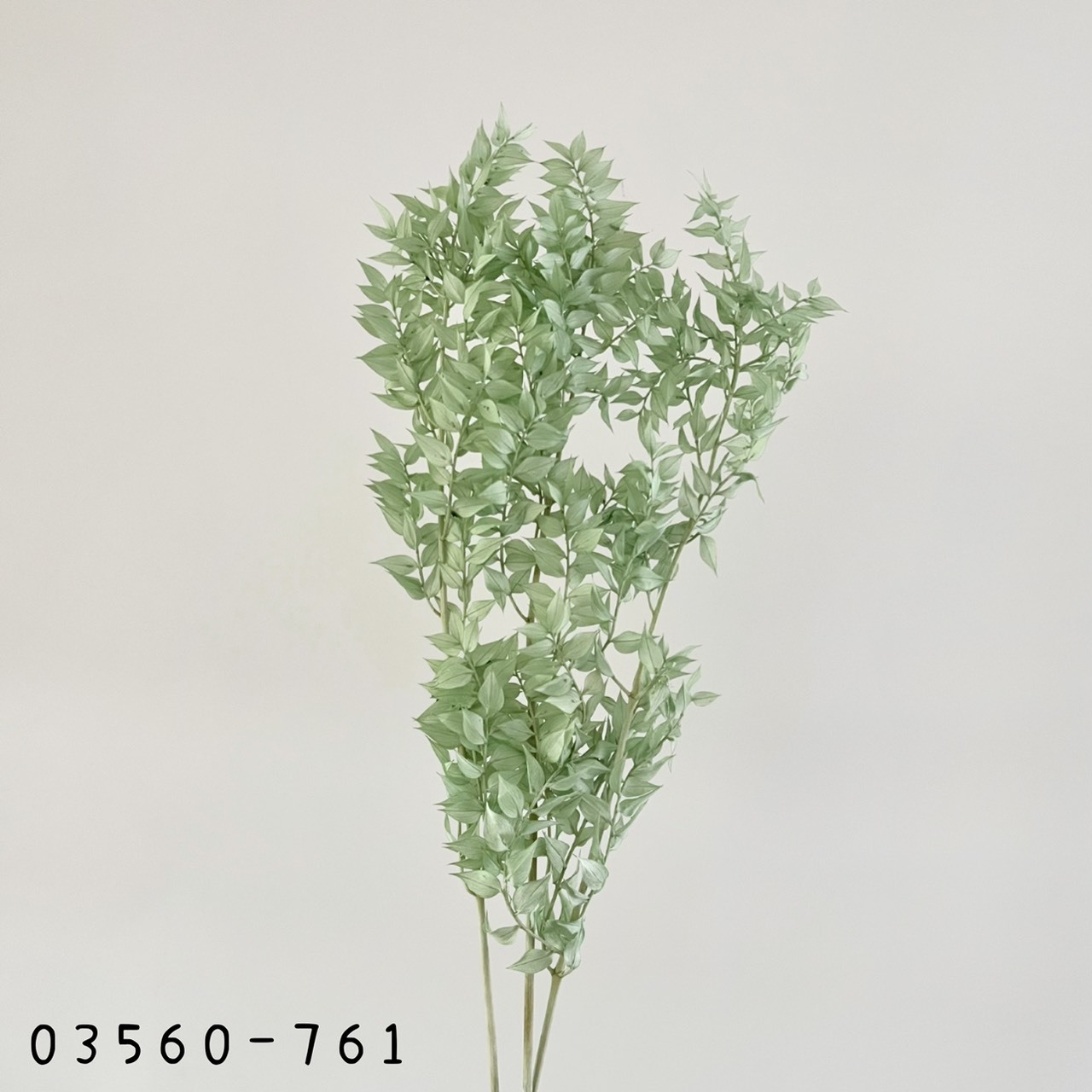 日本不凋小樺木葉 03560-761