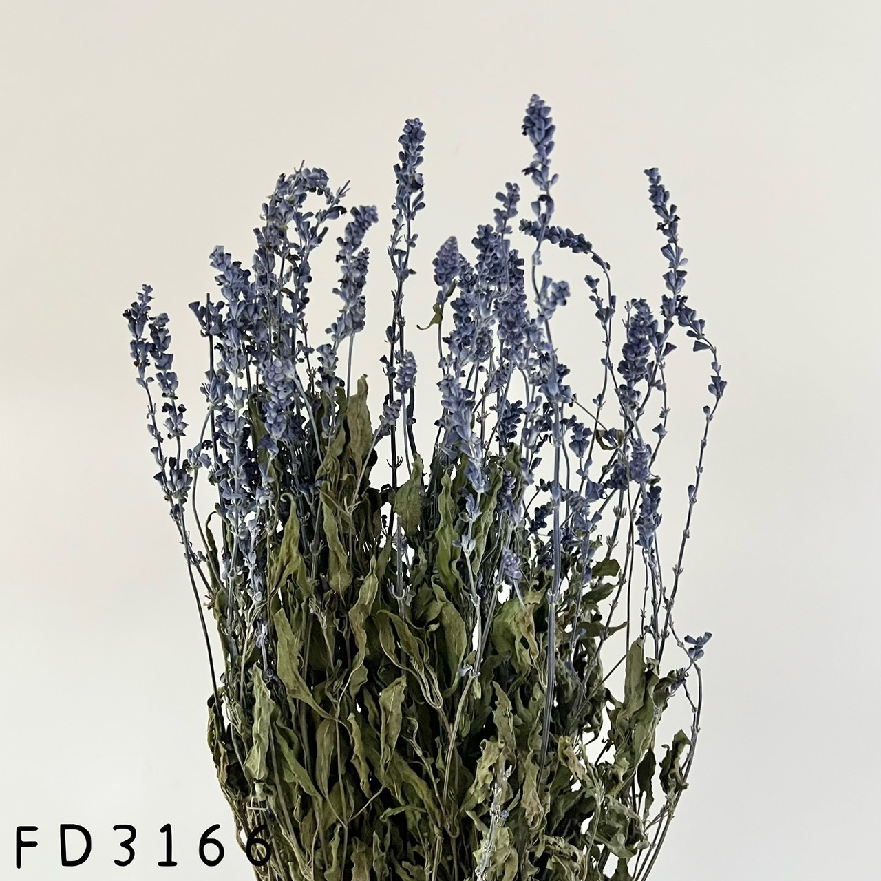 日本乾燥鼠尾草 FD3166