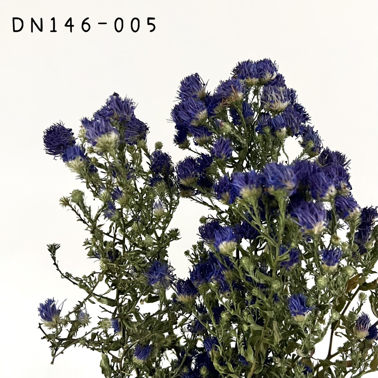 日本乾燥孔雀草 DN146-005