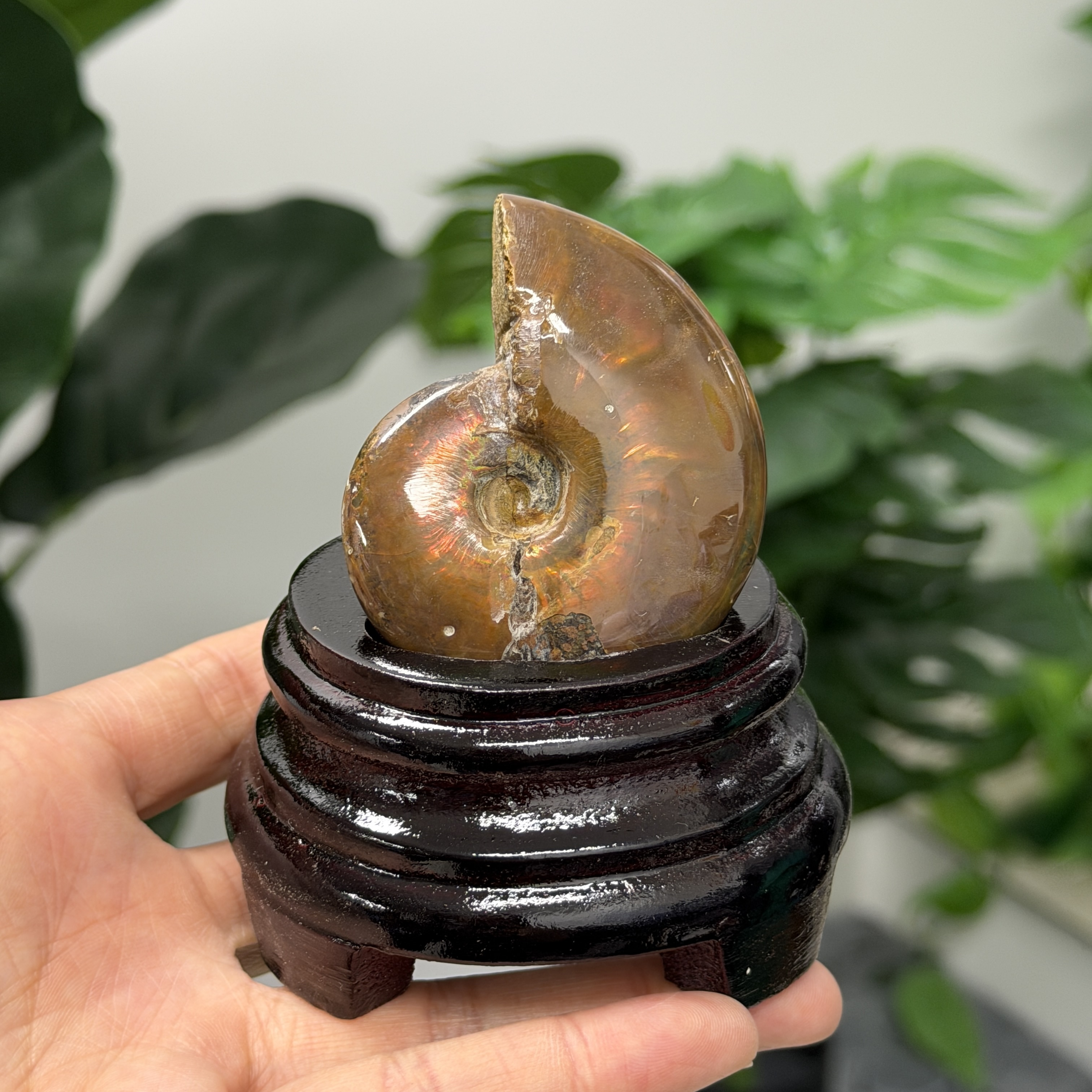 斑彩螺化石 AN1647