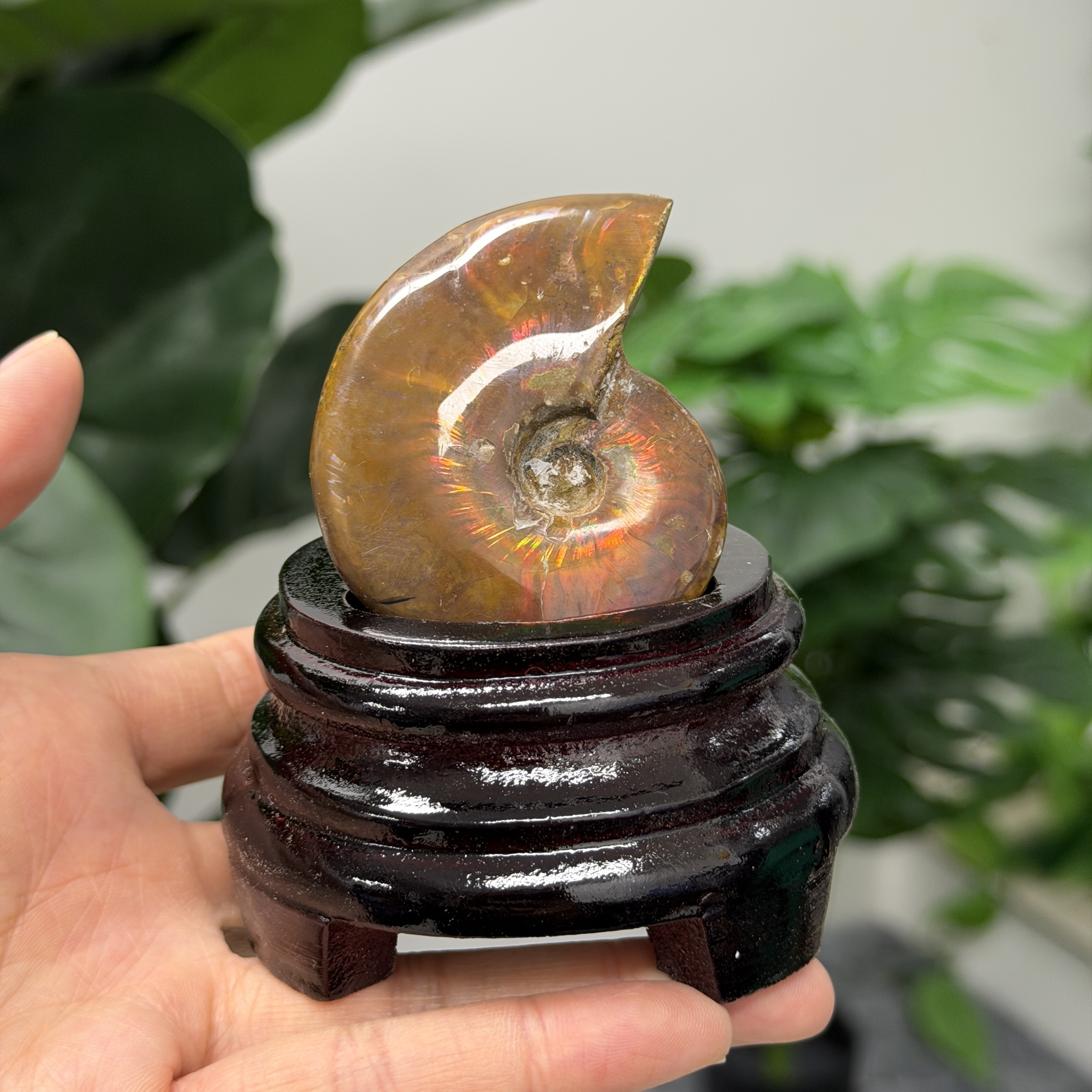 斑彩螺化石 AN1647