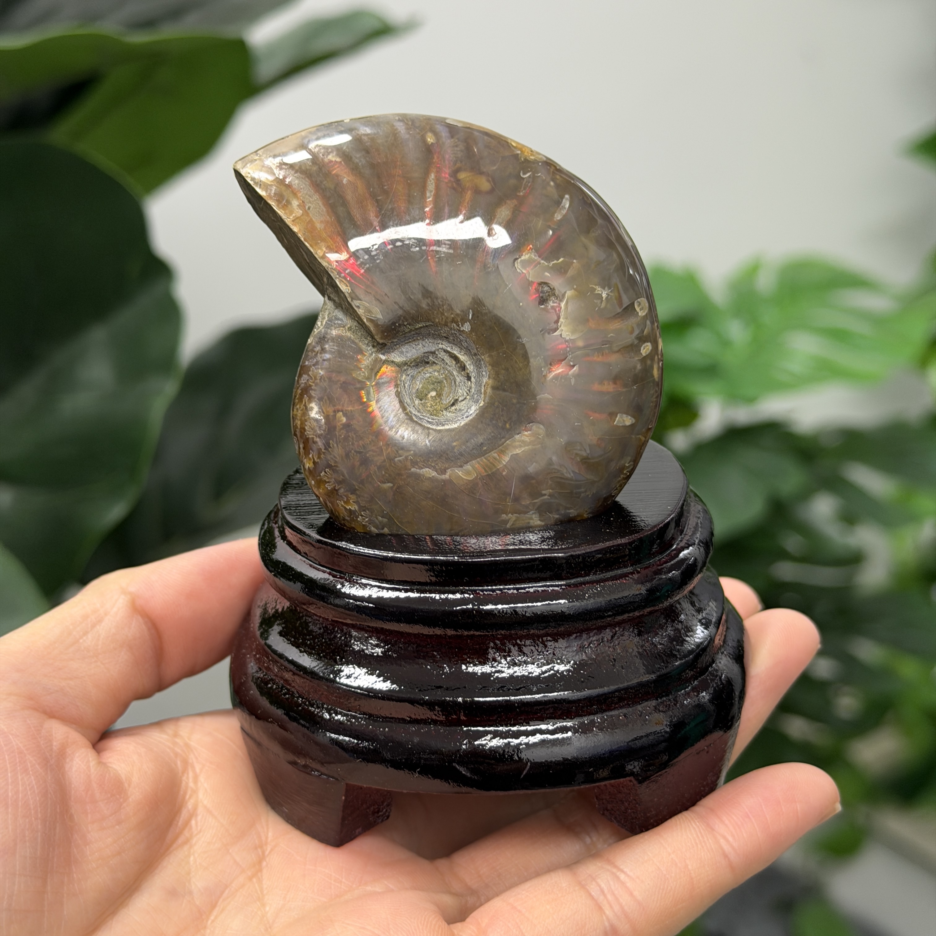 斑彩螺化石 AN1648