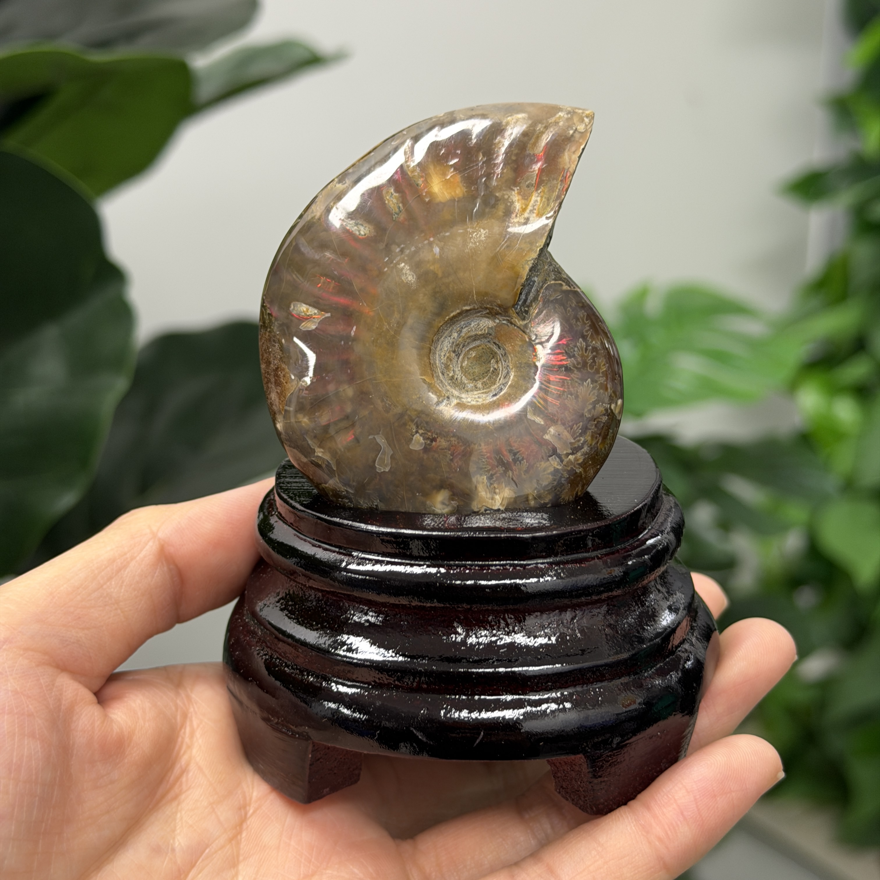 斑彩螺化石 AN1648