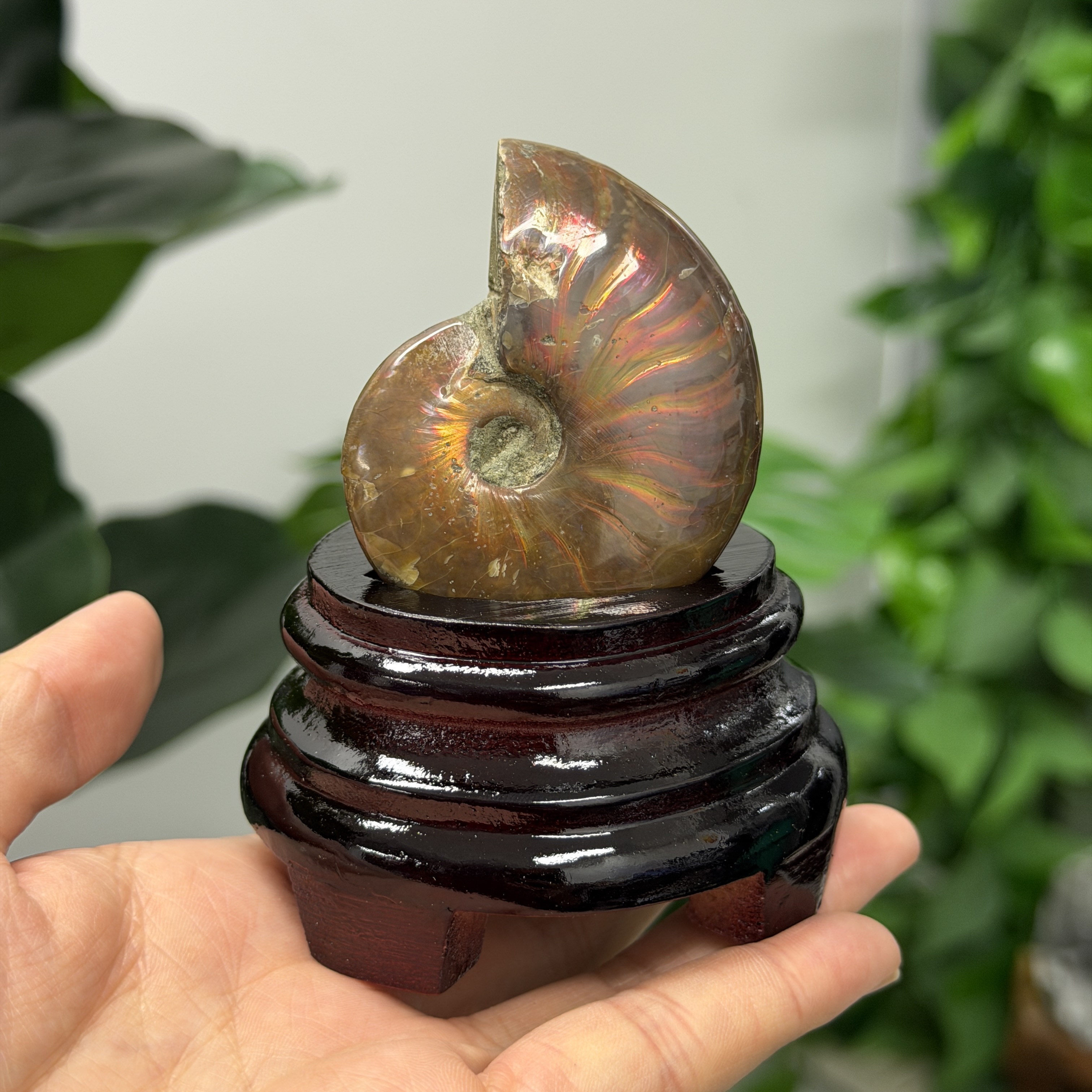 斑彩螺化石 AN1649