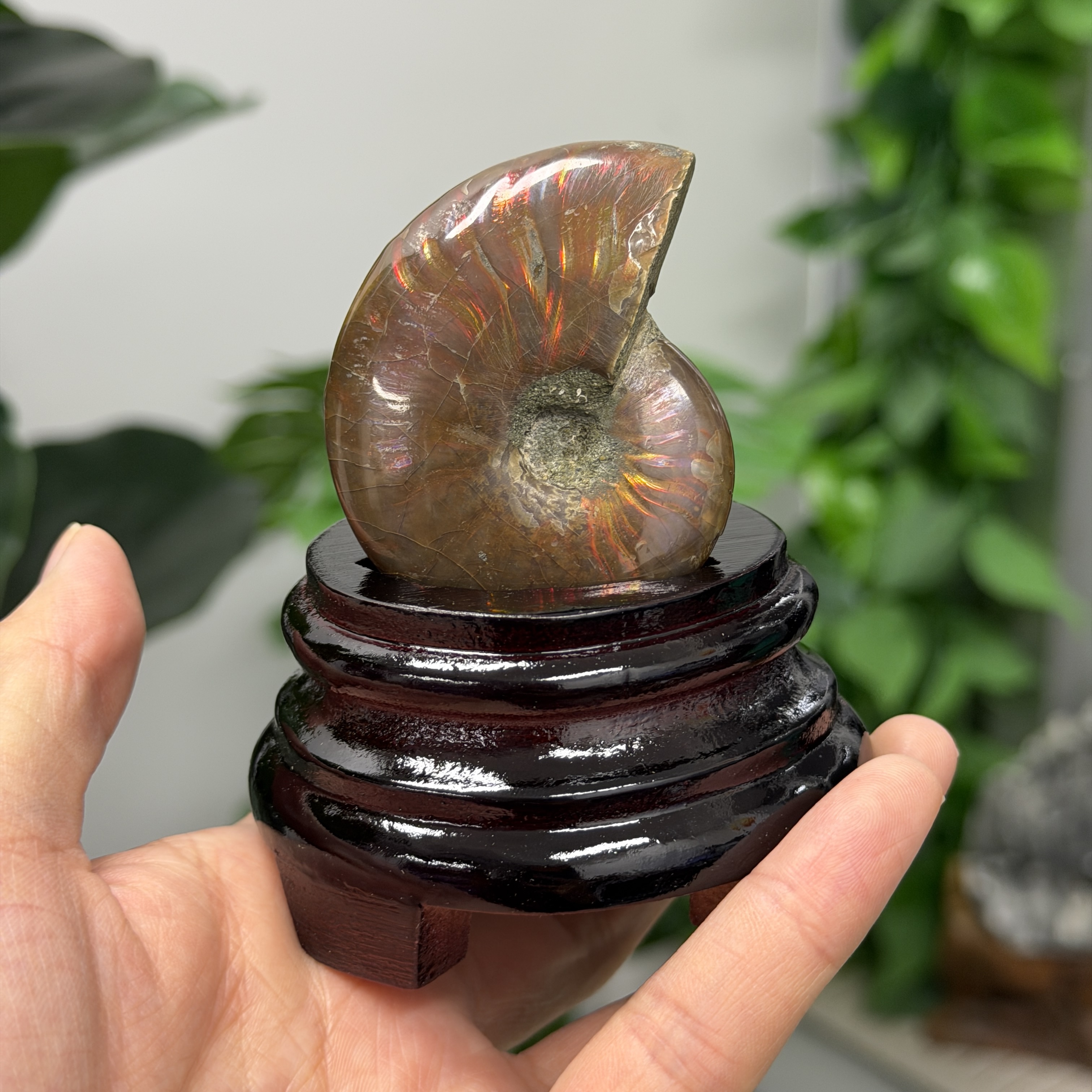 斑彩螺化石 AN1649