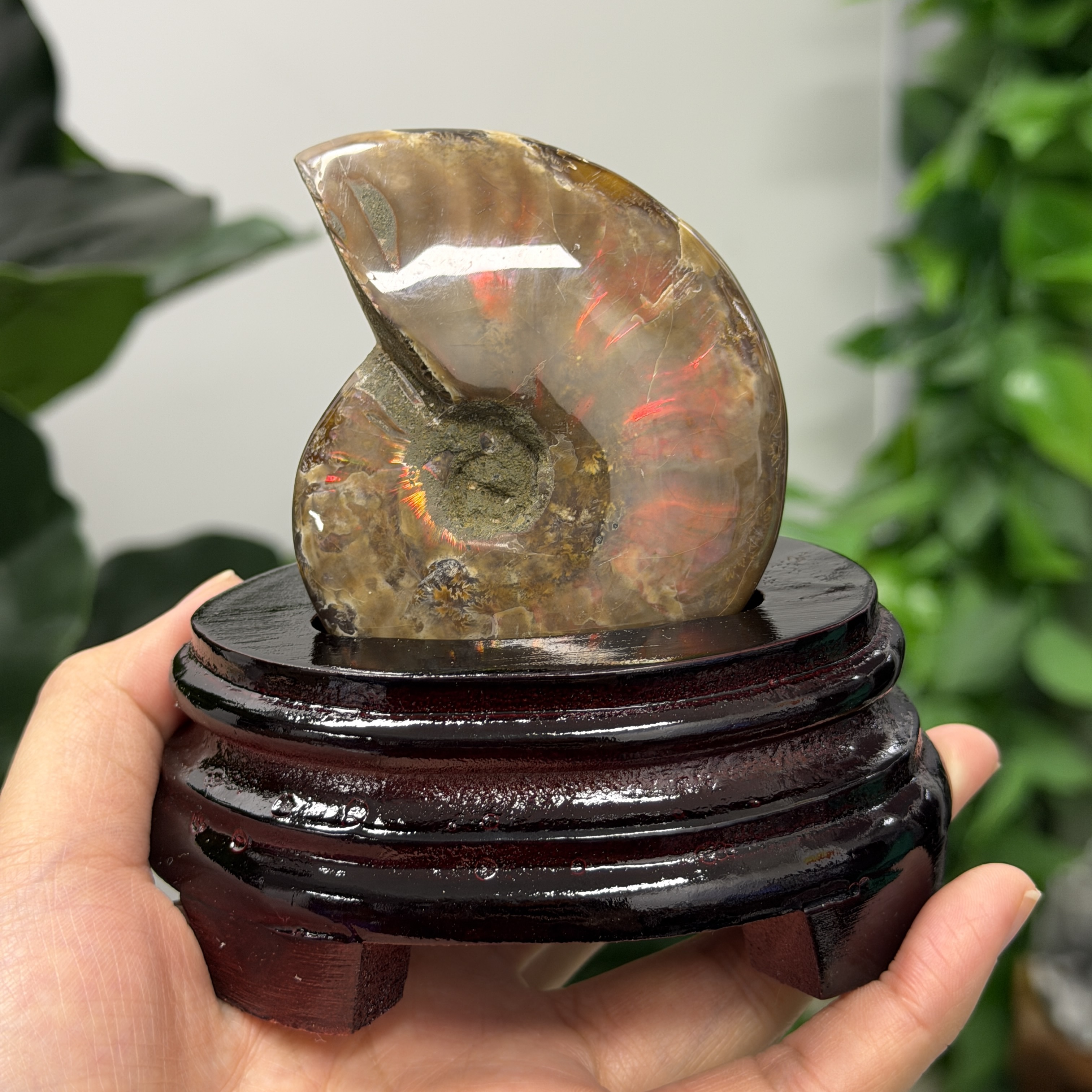 斑彩螺化石 AN1650