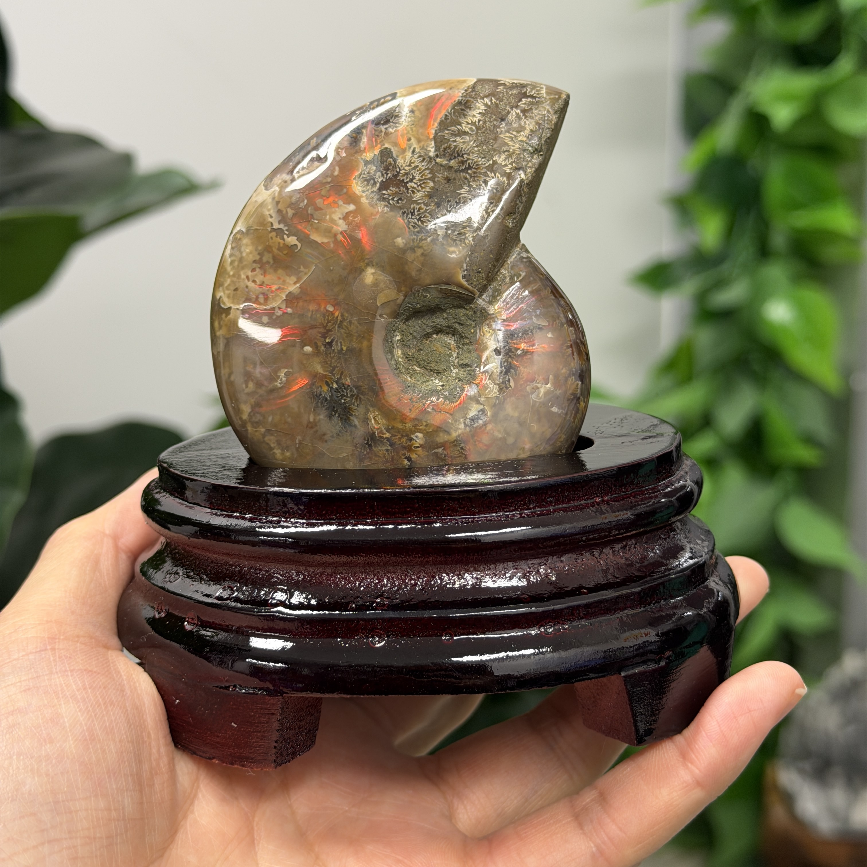 斑彩螺化石 AN1650