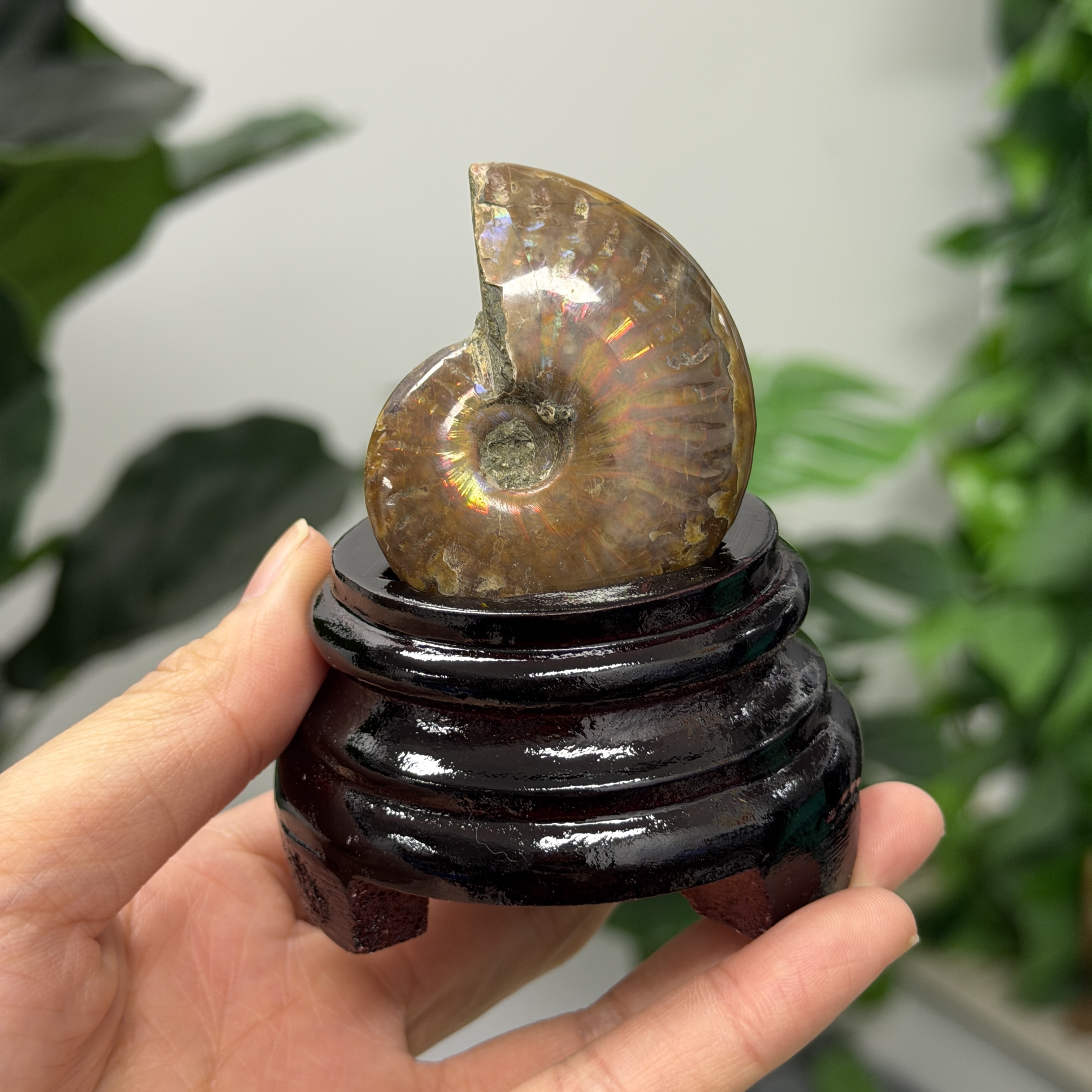 斑彩螺化石 AN1651