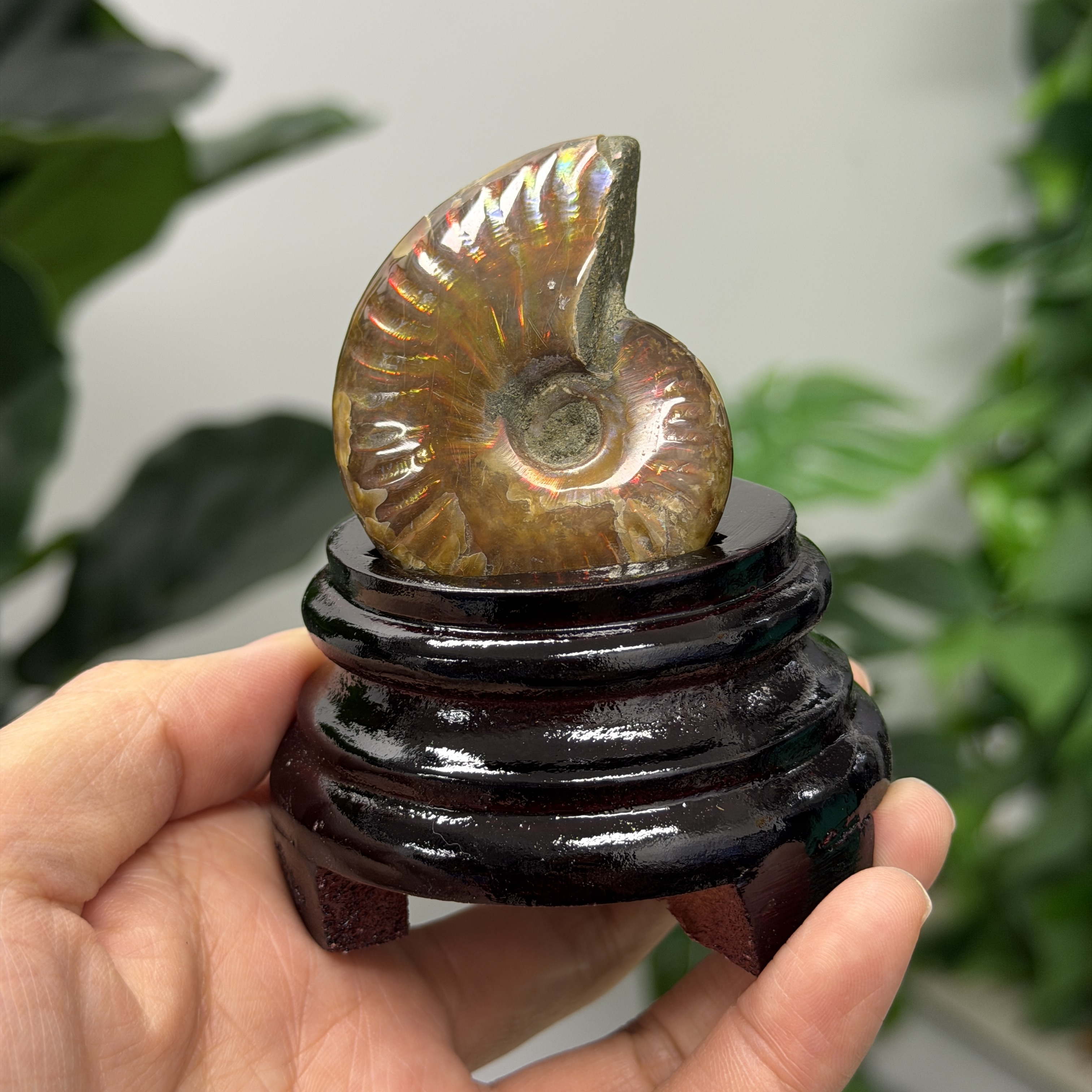 斑彩螺化石 AN1651