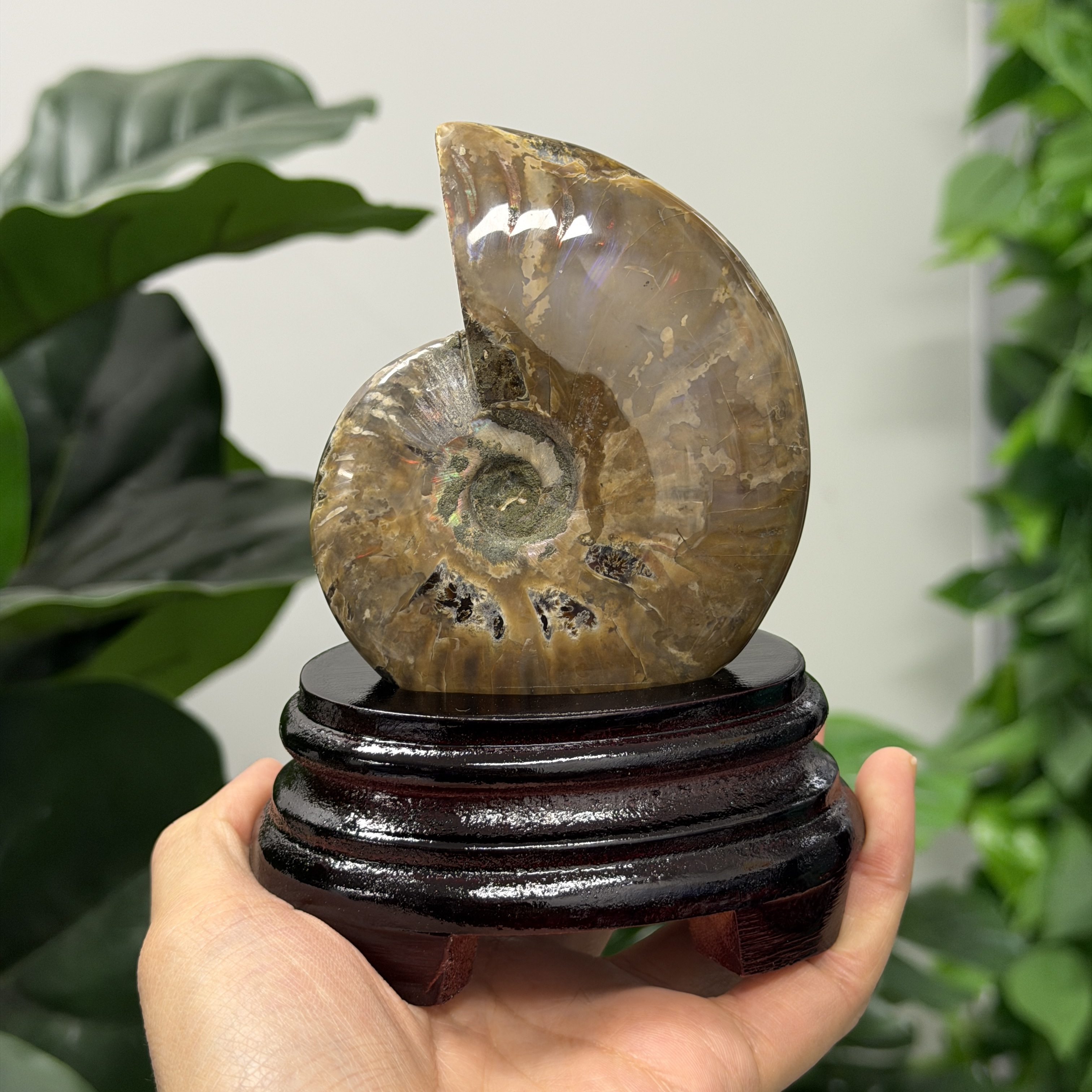 斑彩螺化石 AN1652