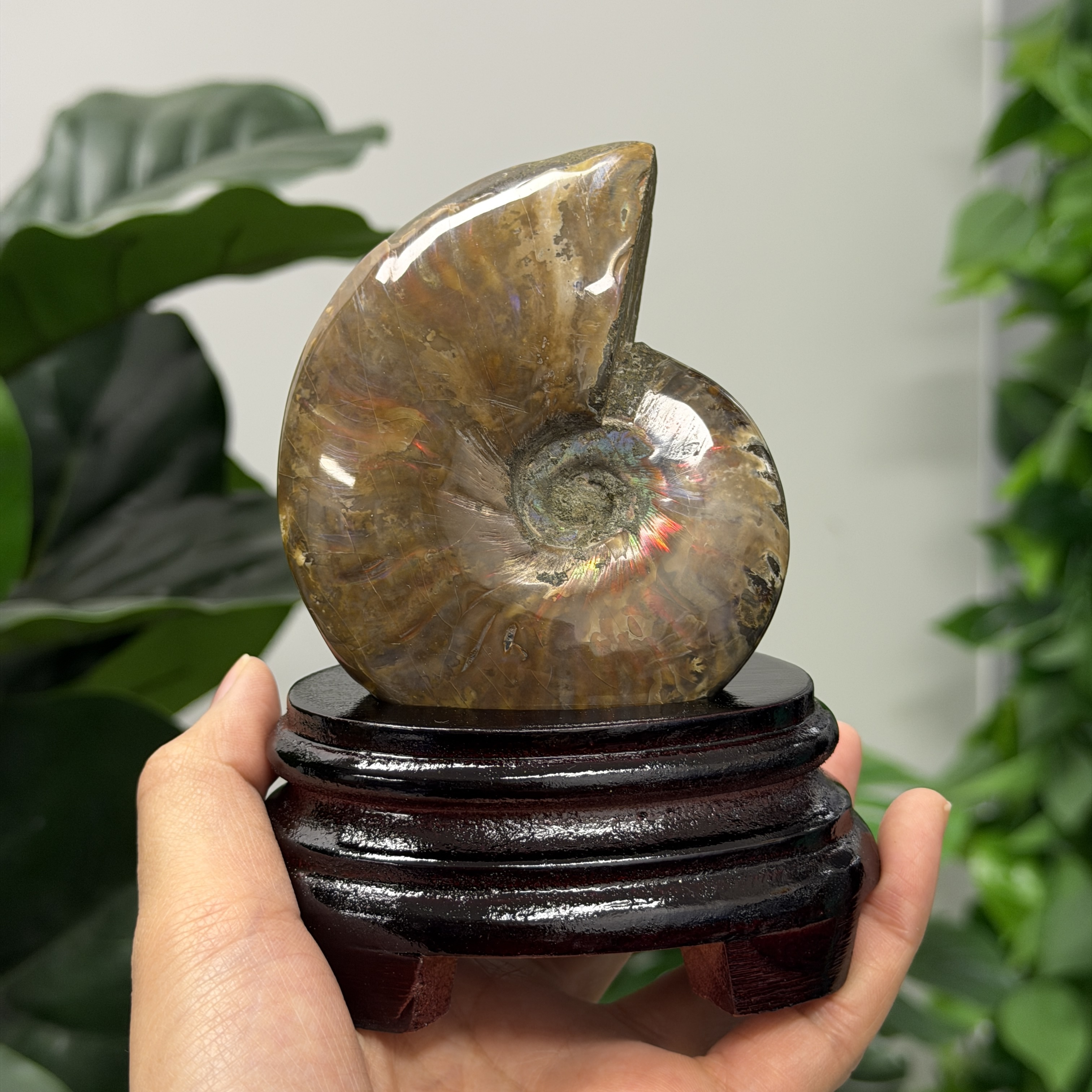 斑彩螺化石 AN1652