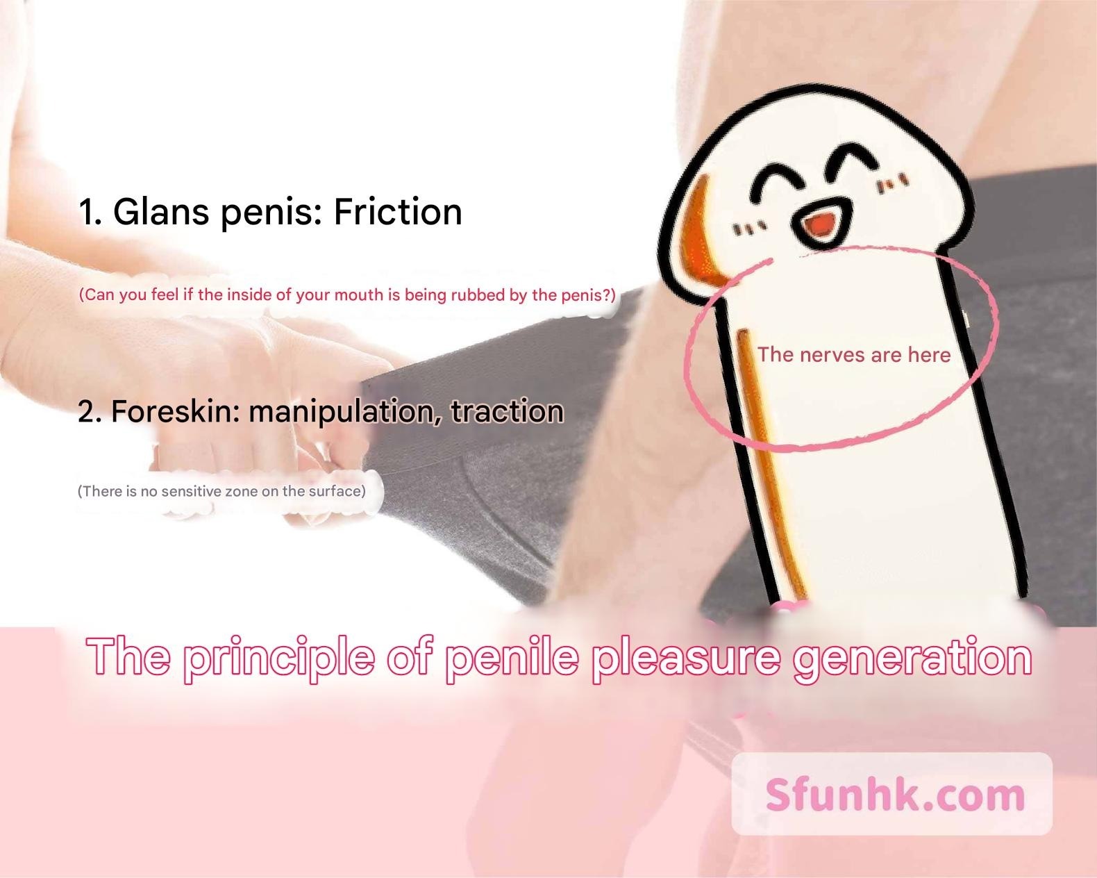 Diagram of penis sensitive spots: glans, corona, frenulum for better blowjob technique