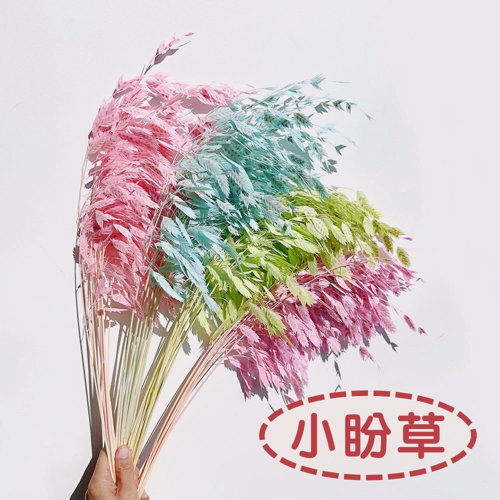 【台灣現貨速發】永生小盼草｜一把約10枝｜永生 乾燥 小盼草 凌風草 風動草