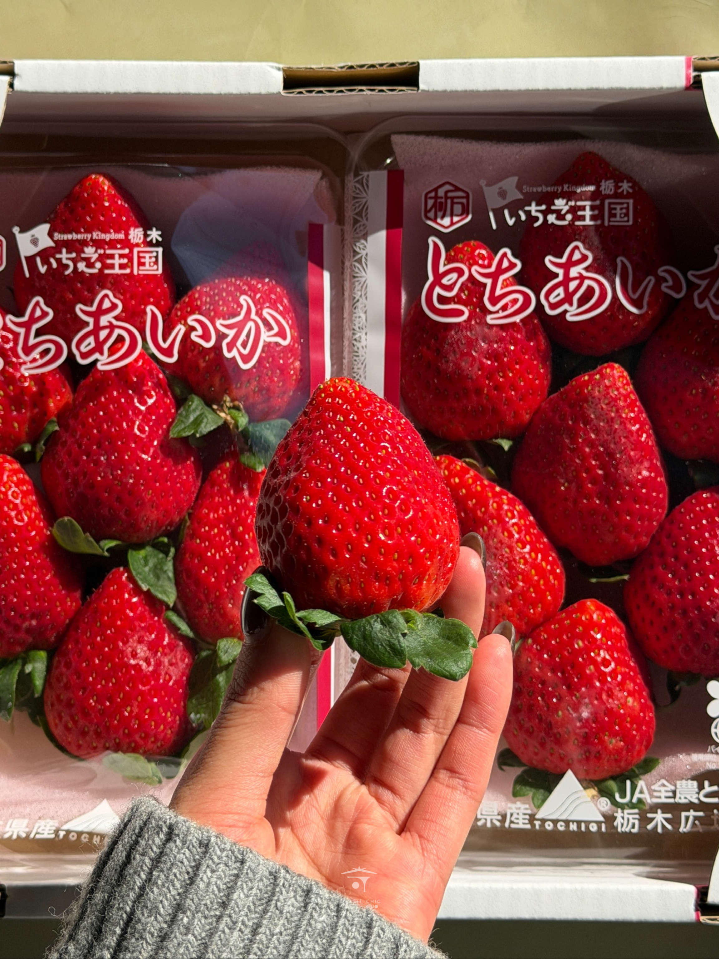 奇果｜栃木栃愛香天木草莓