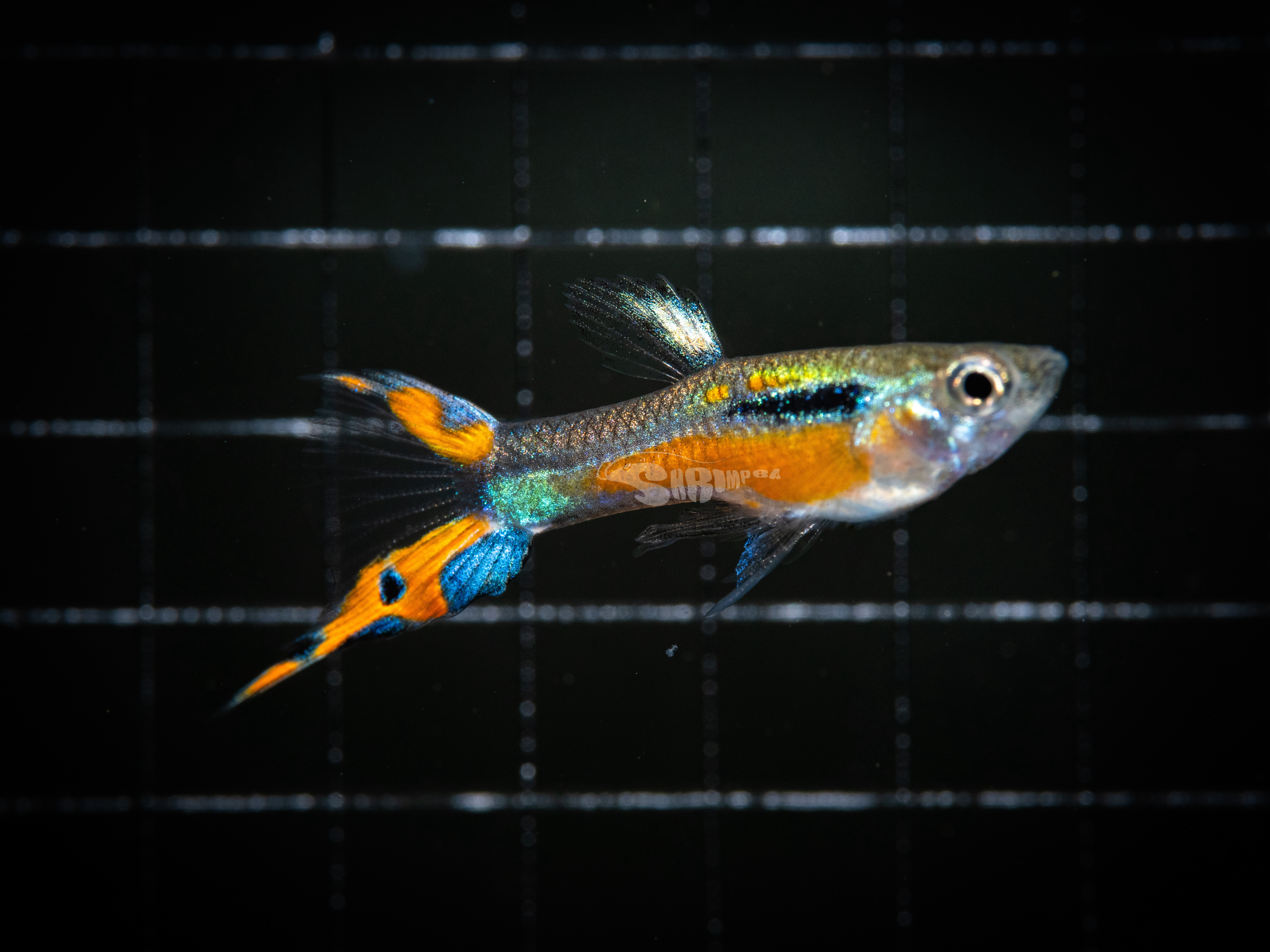 聖誕紅孔雀魚 公/母