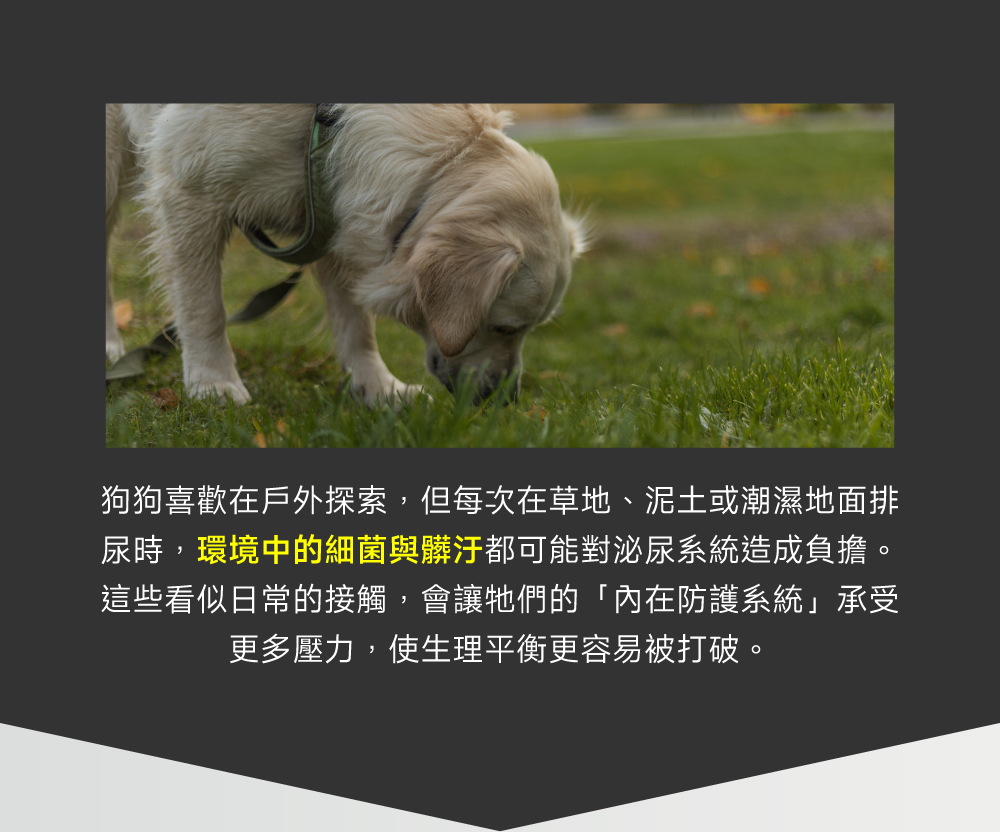 沛威專效保健狗用護泌尿戶外感染問題