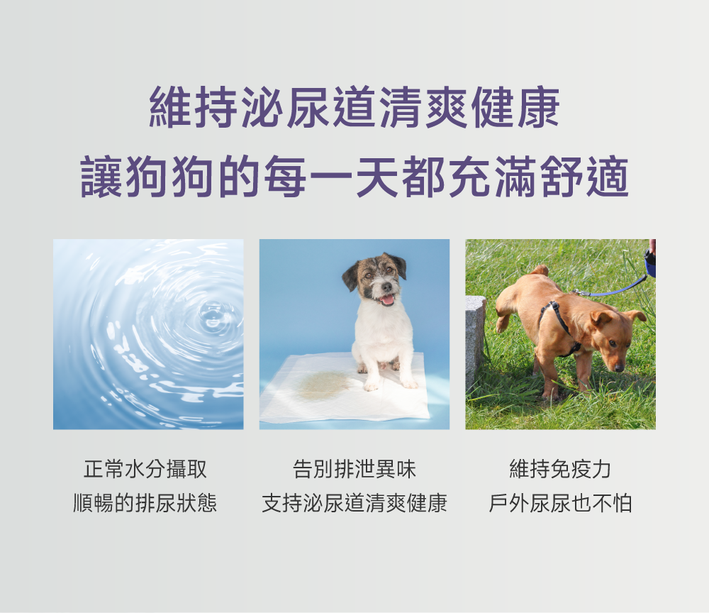 沛威專效保健狗用護泌尿維持泌尿道清爽健康