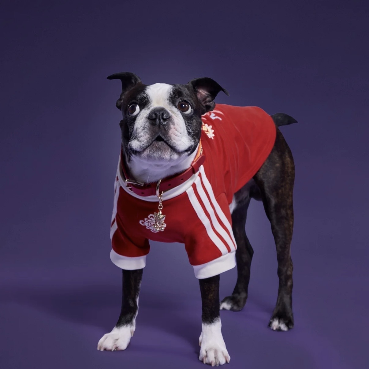 ADIDAS ORIGINALS 新年限定 寵物項圈 金屬 三葉草 紅色 金色 橘色 可調節 狗狗 貓咪 / 預購