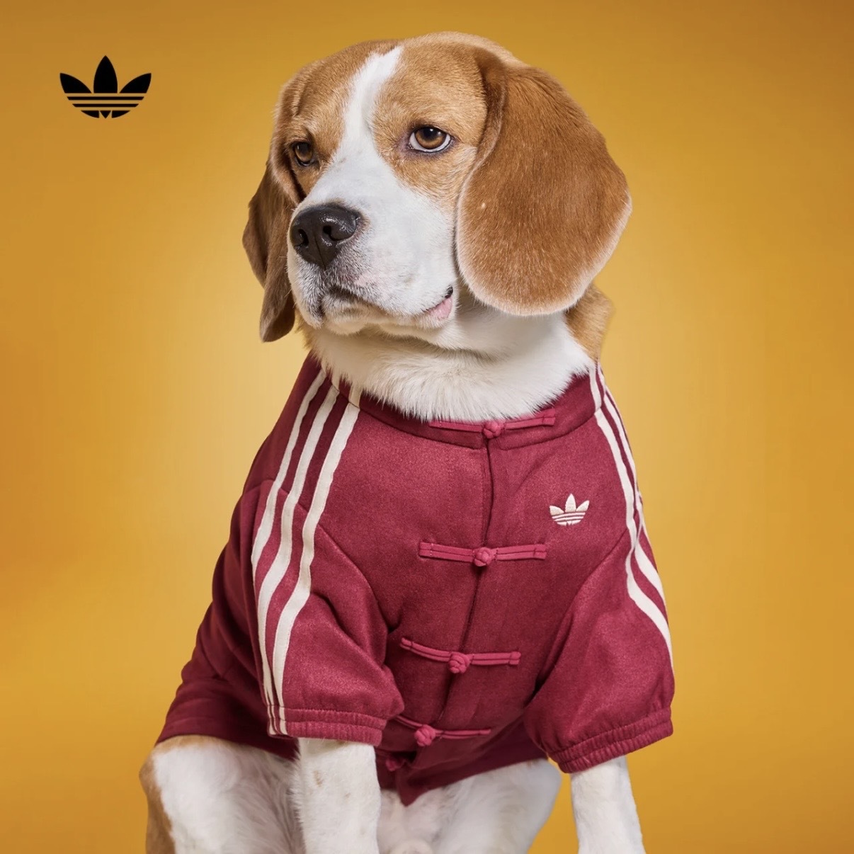 ADIDAS ORIGINALS 新年限定 新中式 胭脂紅 酒紅 保暖外套 寵物衣服 狗狗 貓咪 / 預購