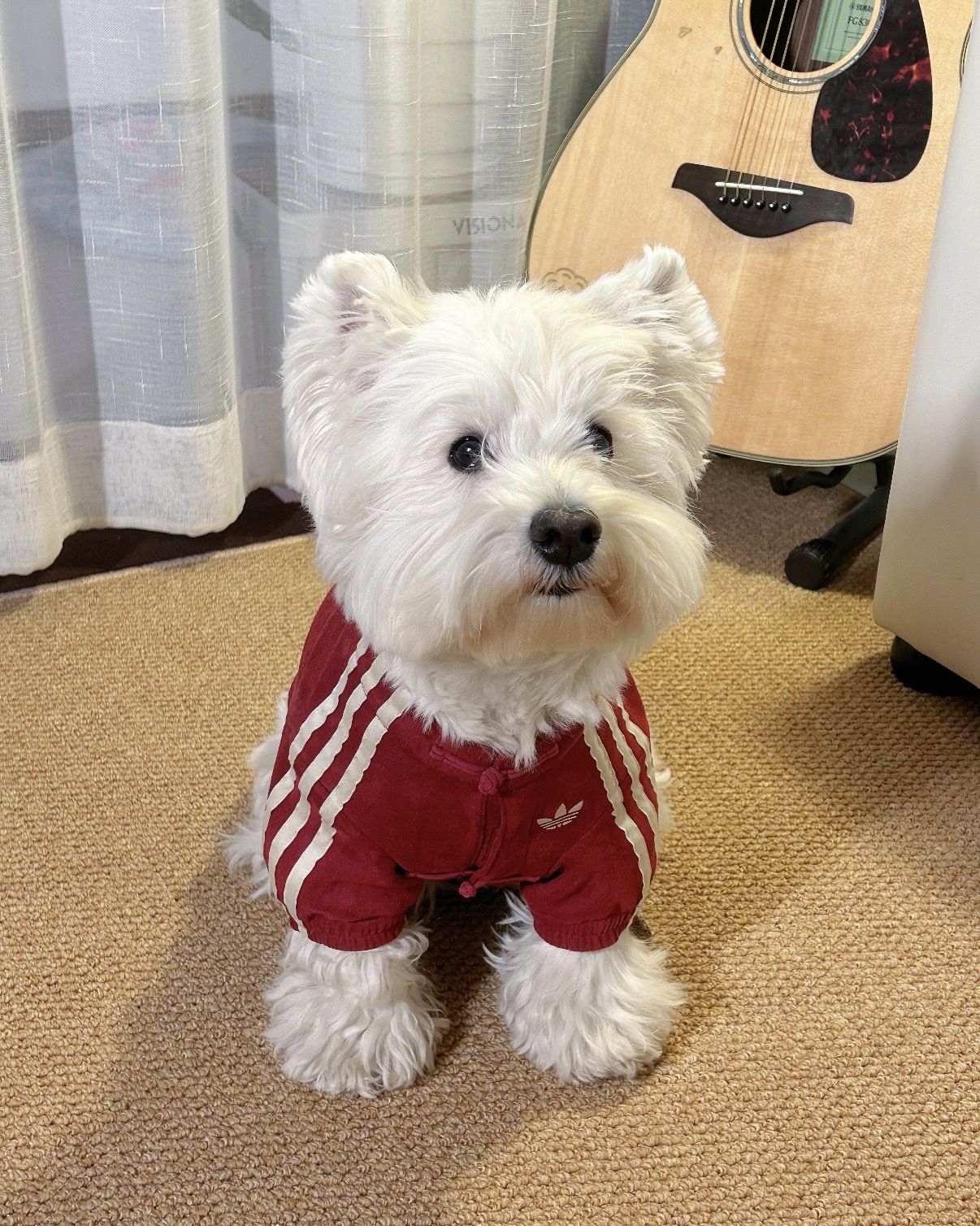 ADIDAS ORIGINALS 新年限定 新中式 胭脂紅 酒紅 保暖外套 寵物衣服 狗狗 貓咪 / 預購