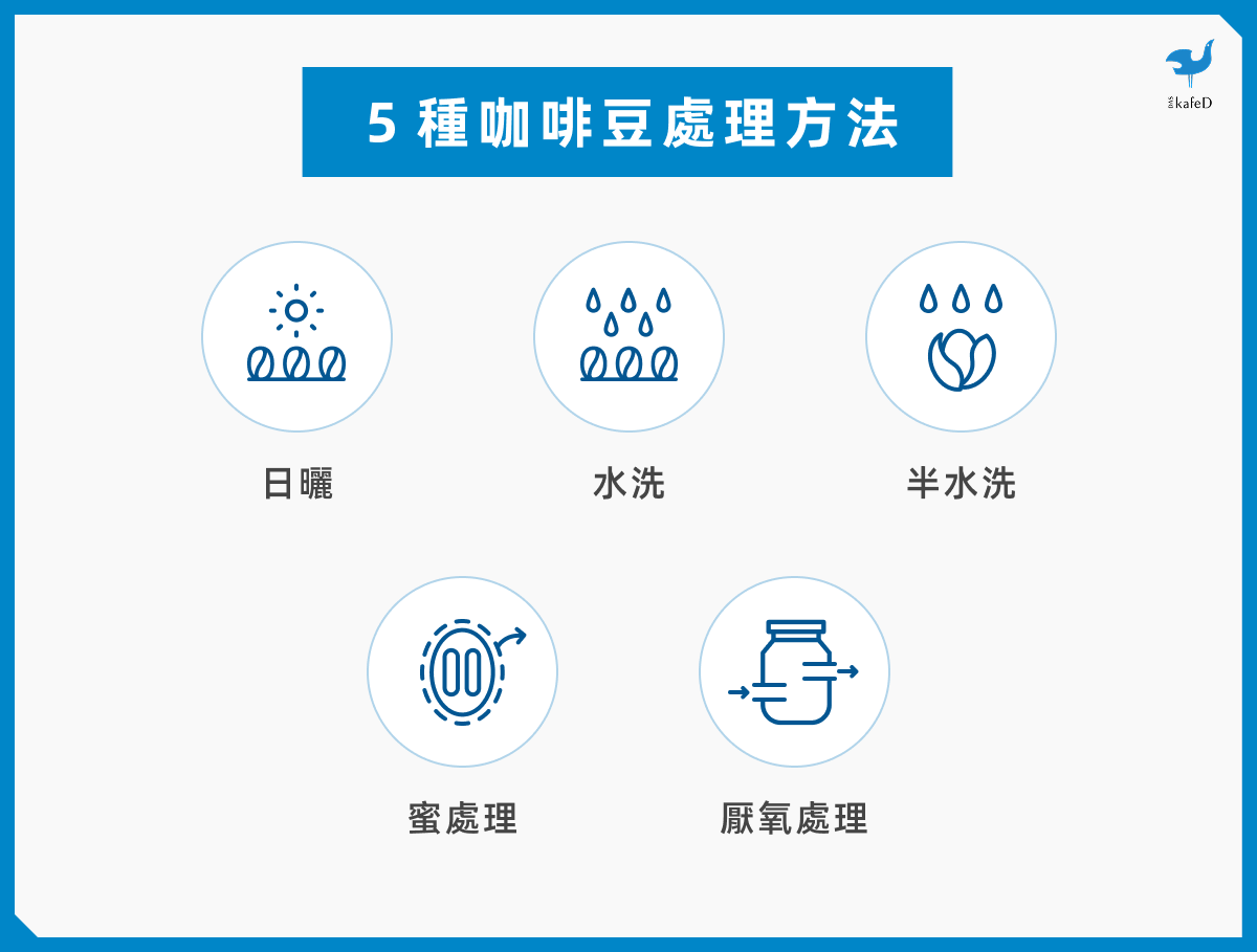 5 種咖啡豆處理方法